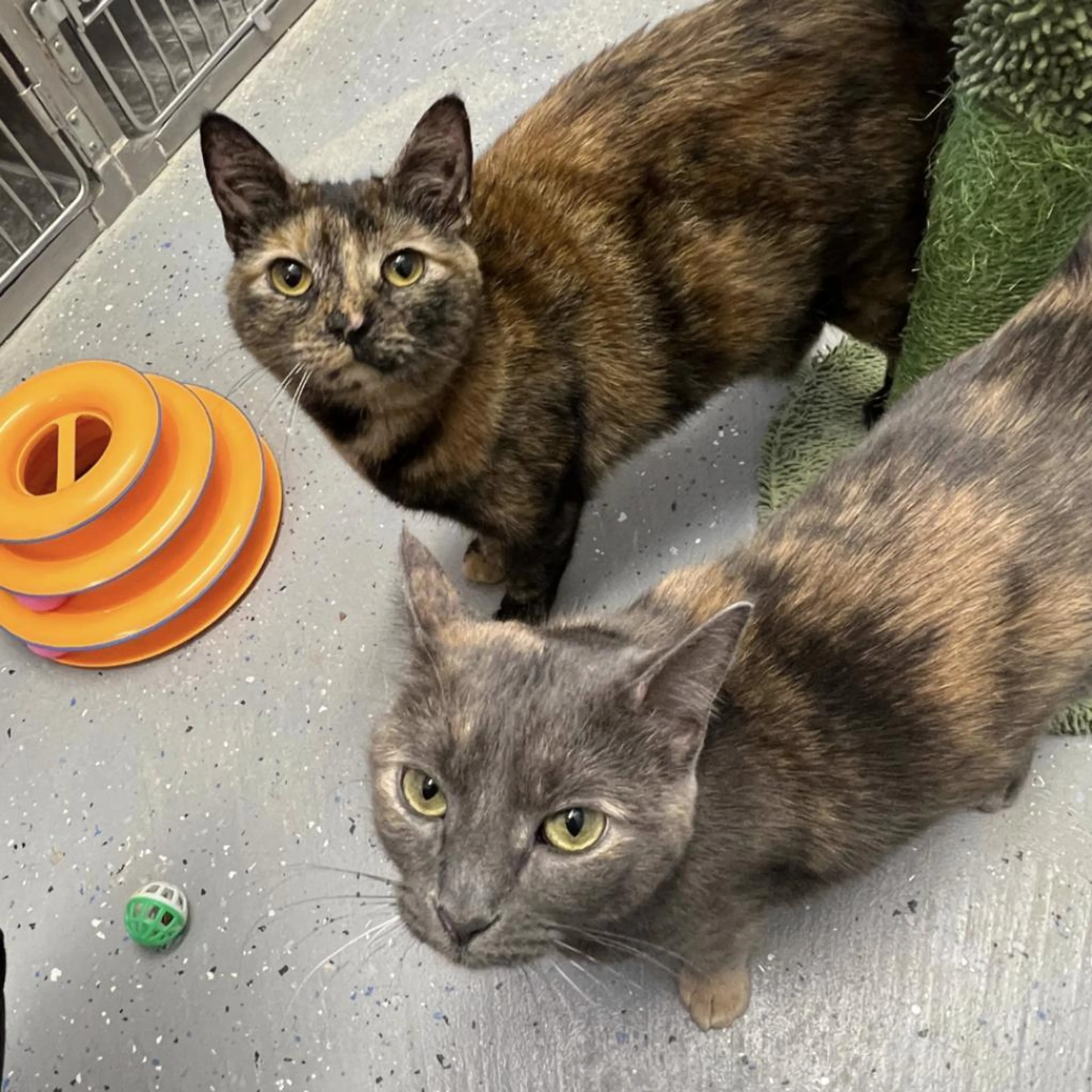 Found pet-1