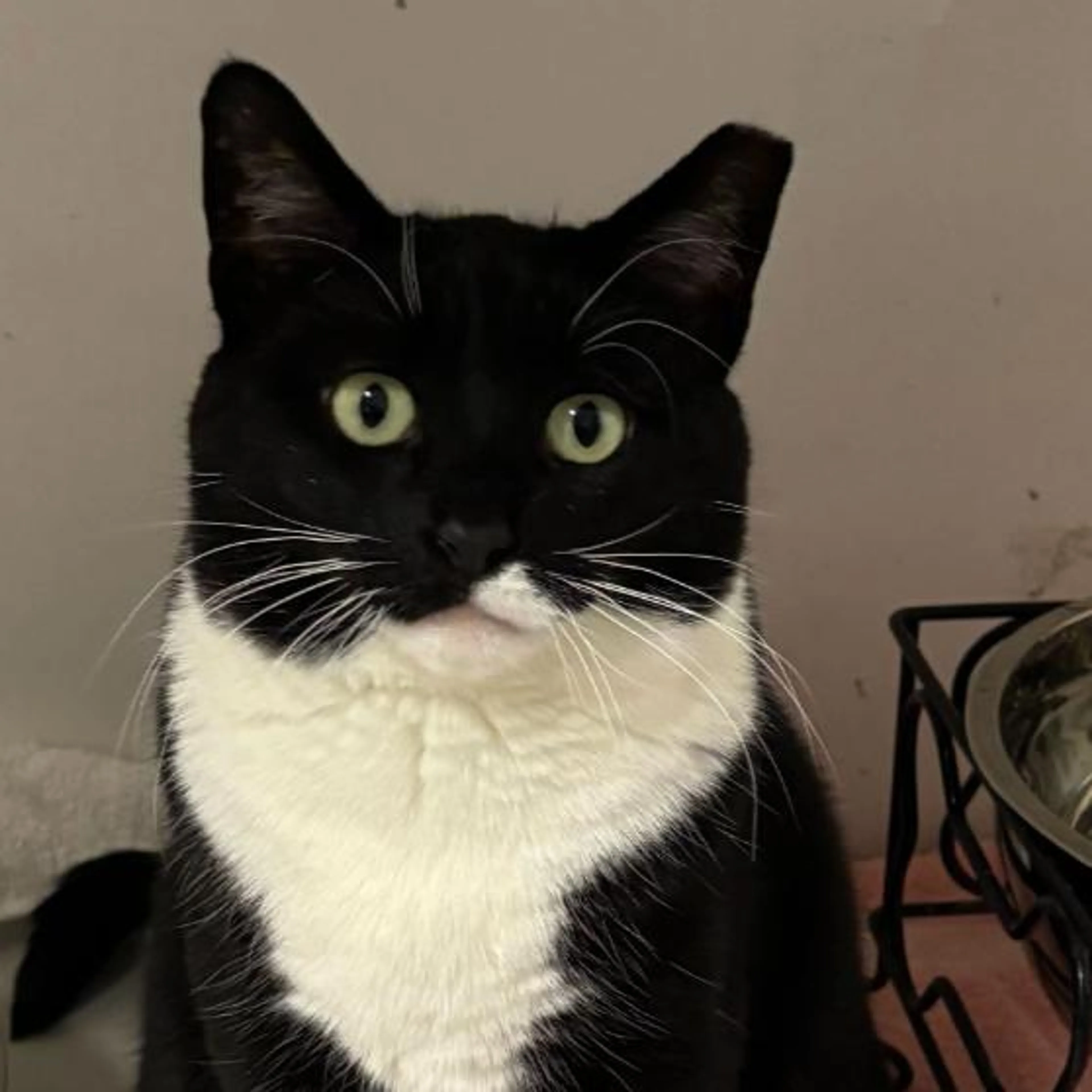 Found pet