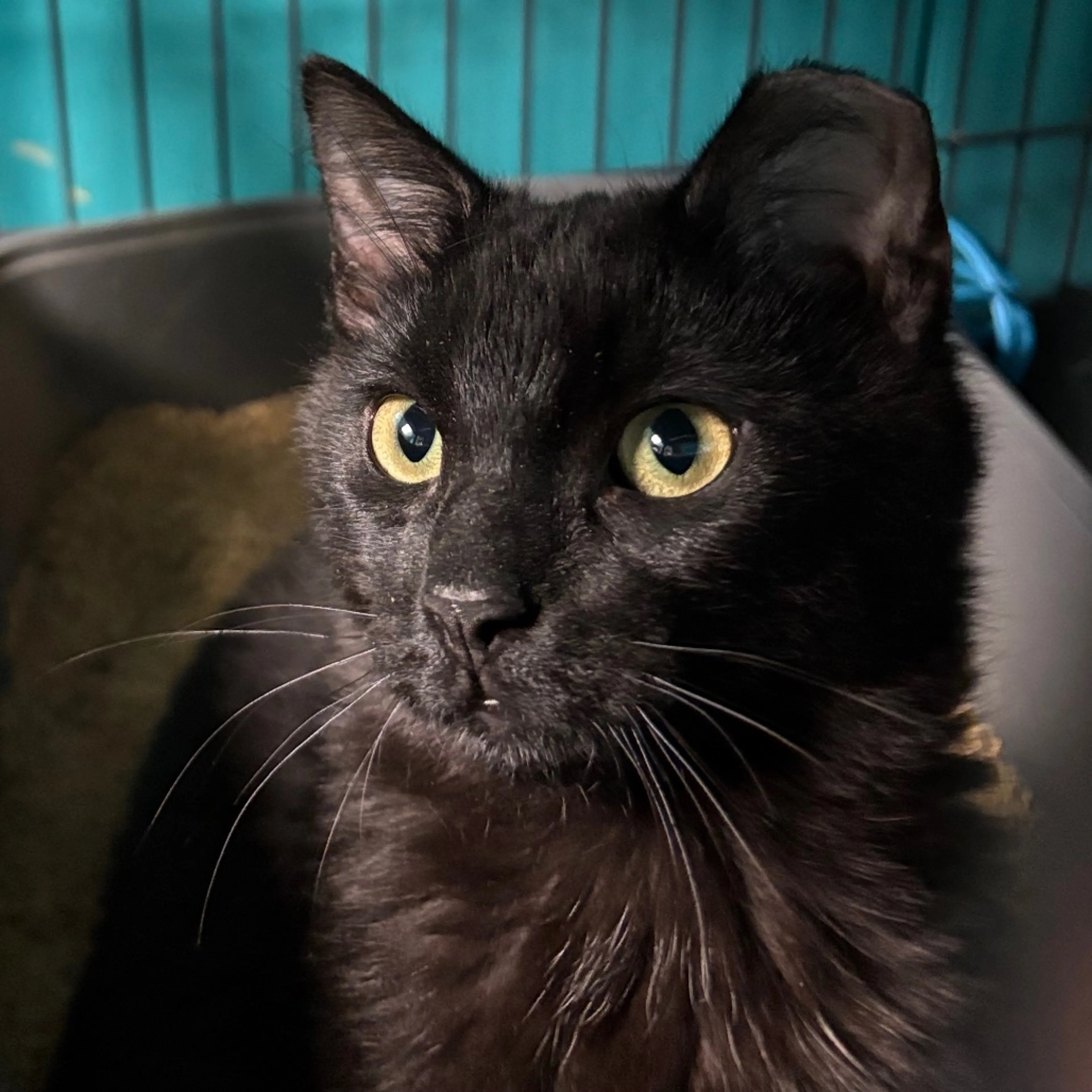 Found pet-4