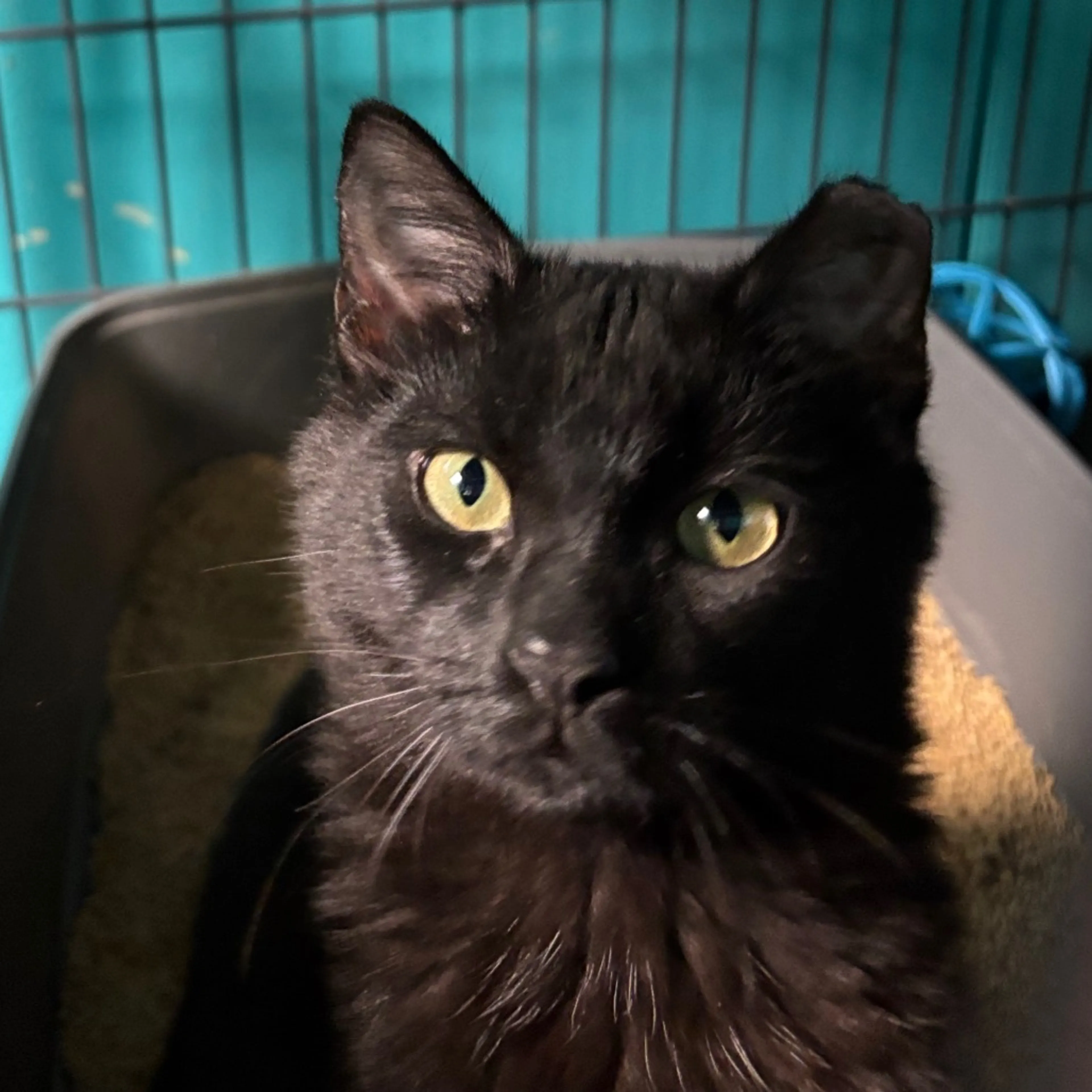 Found pet-3