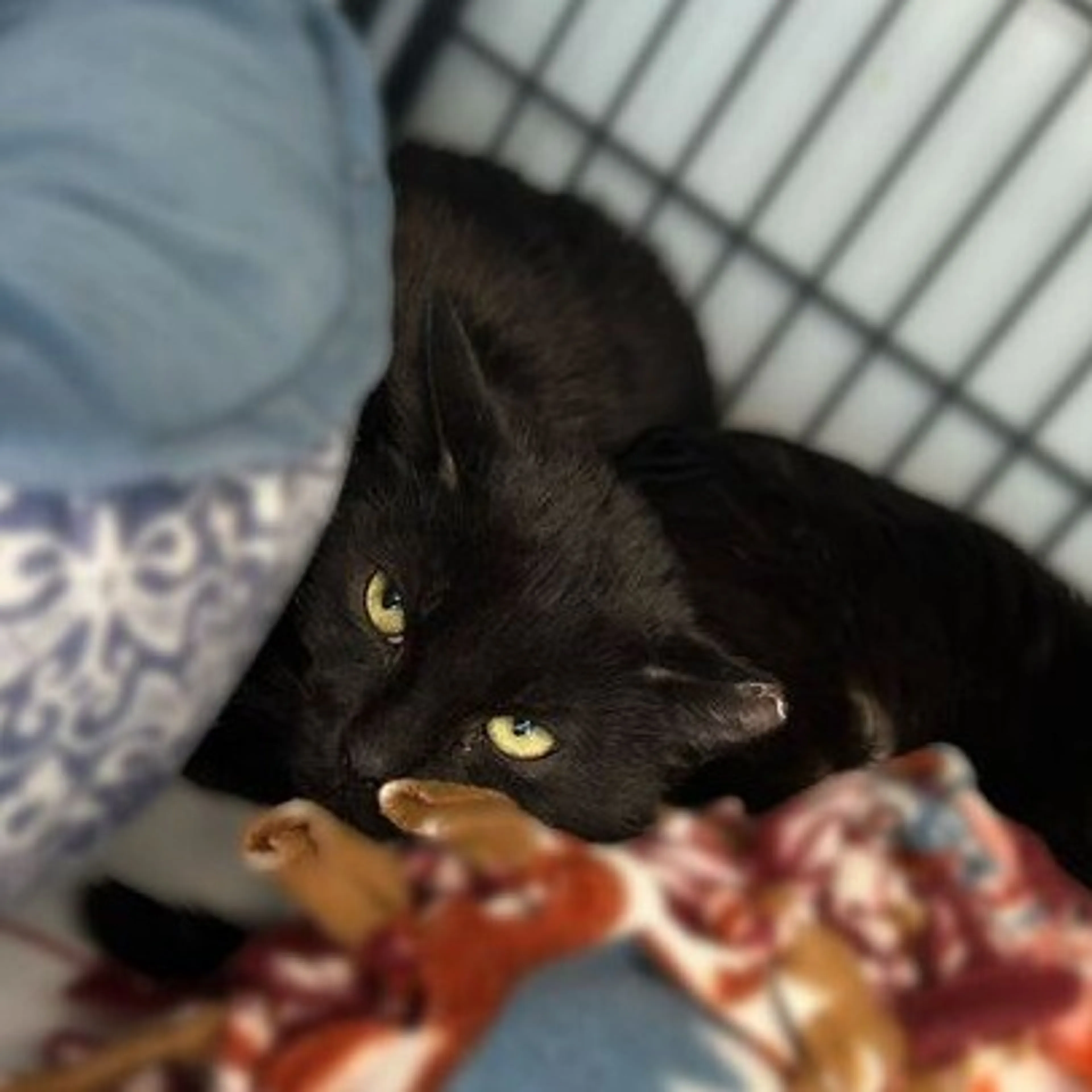 Found pet-1