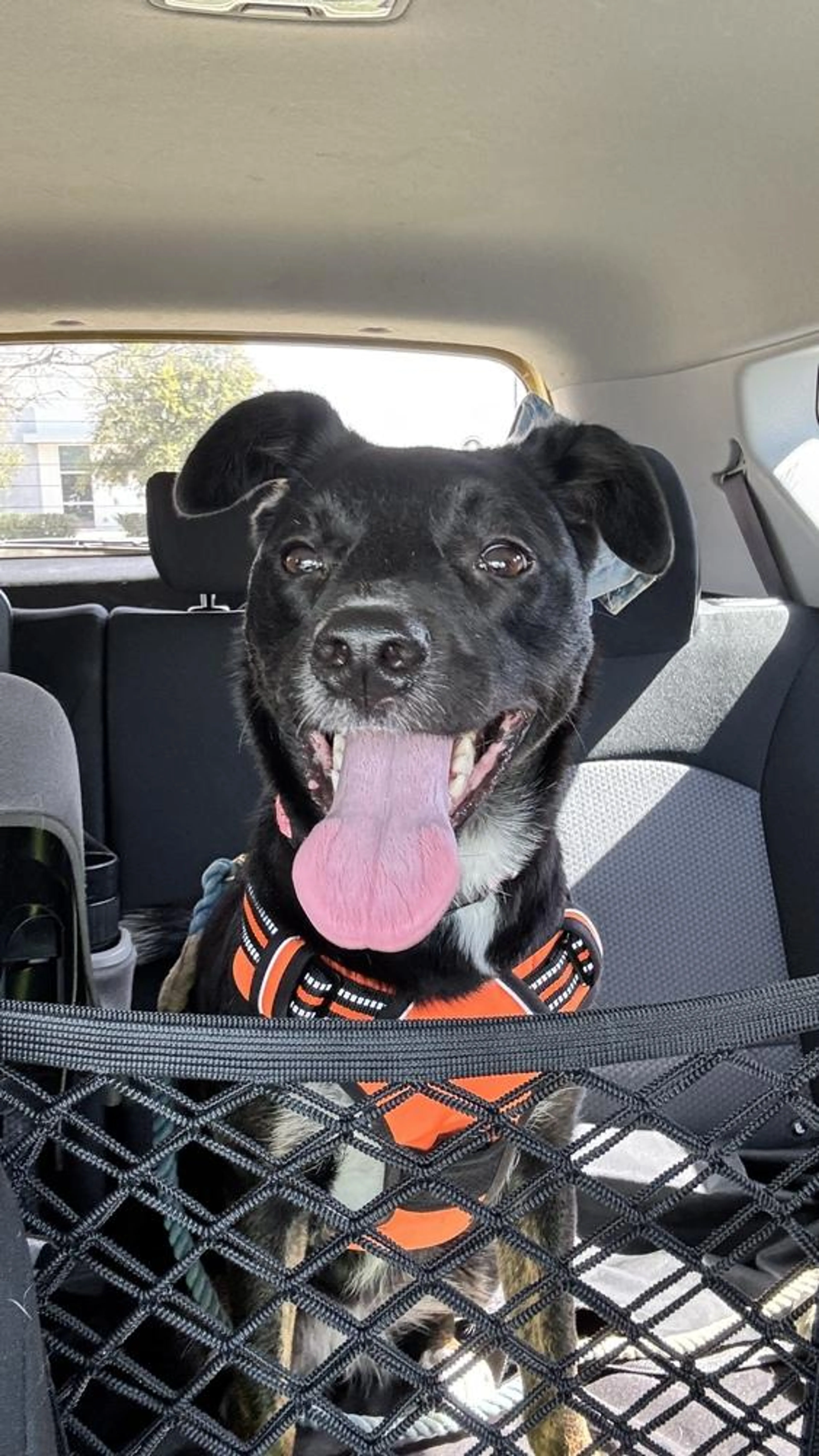 Found pet-3