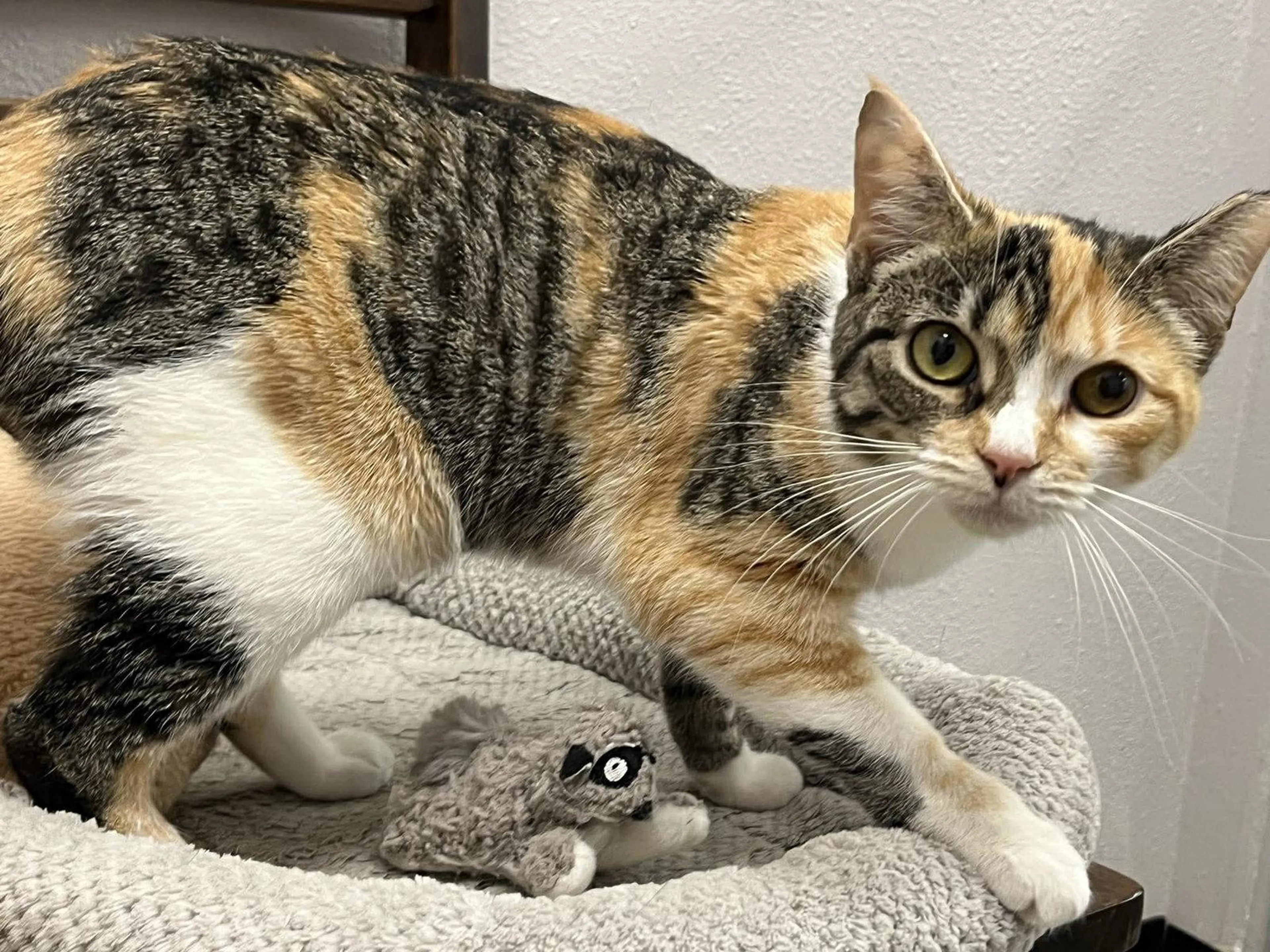 Found pet-1