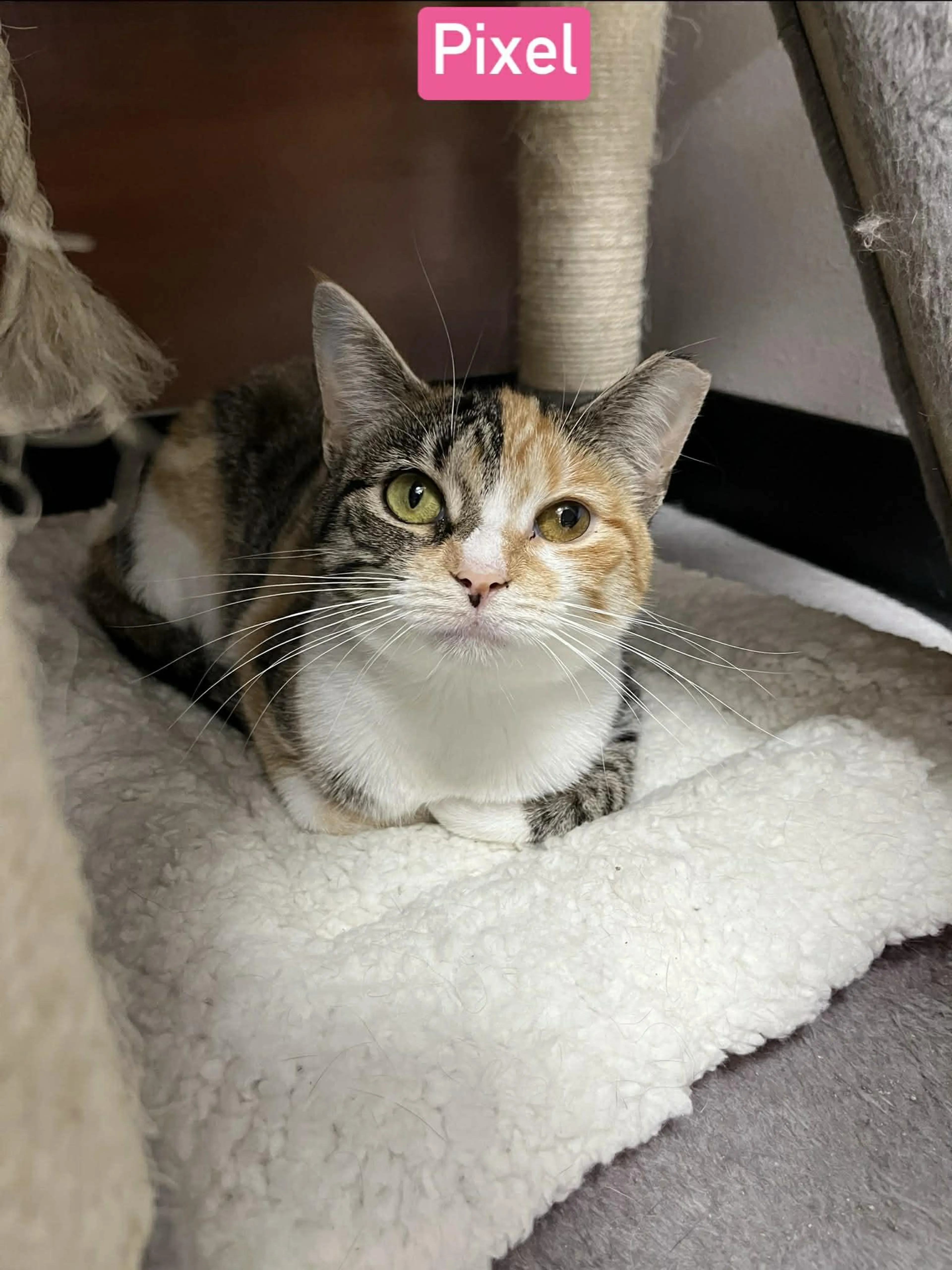Found pet-2