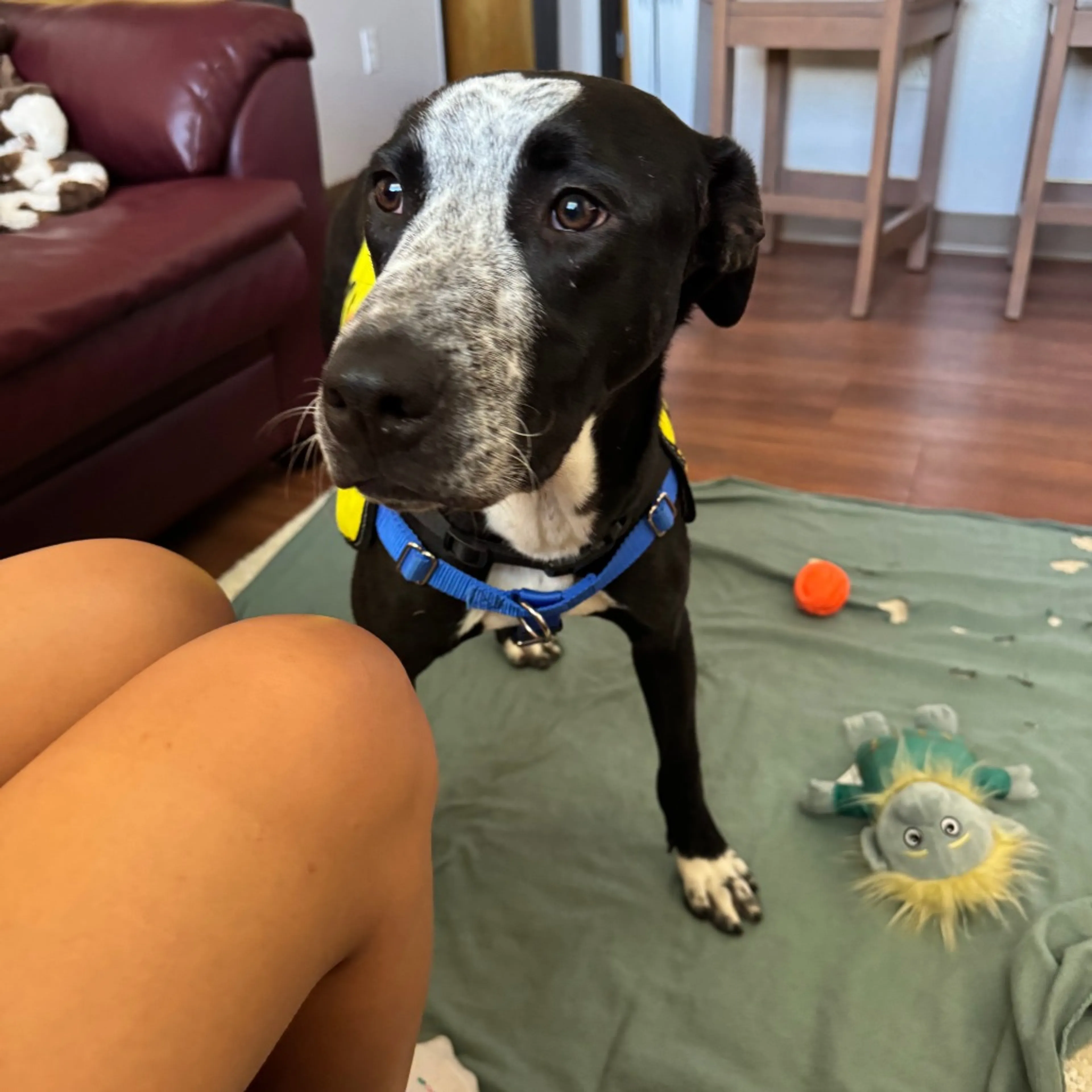 Found pet-8