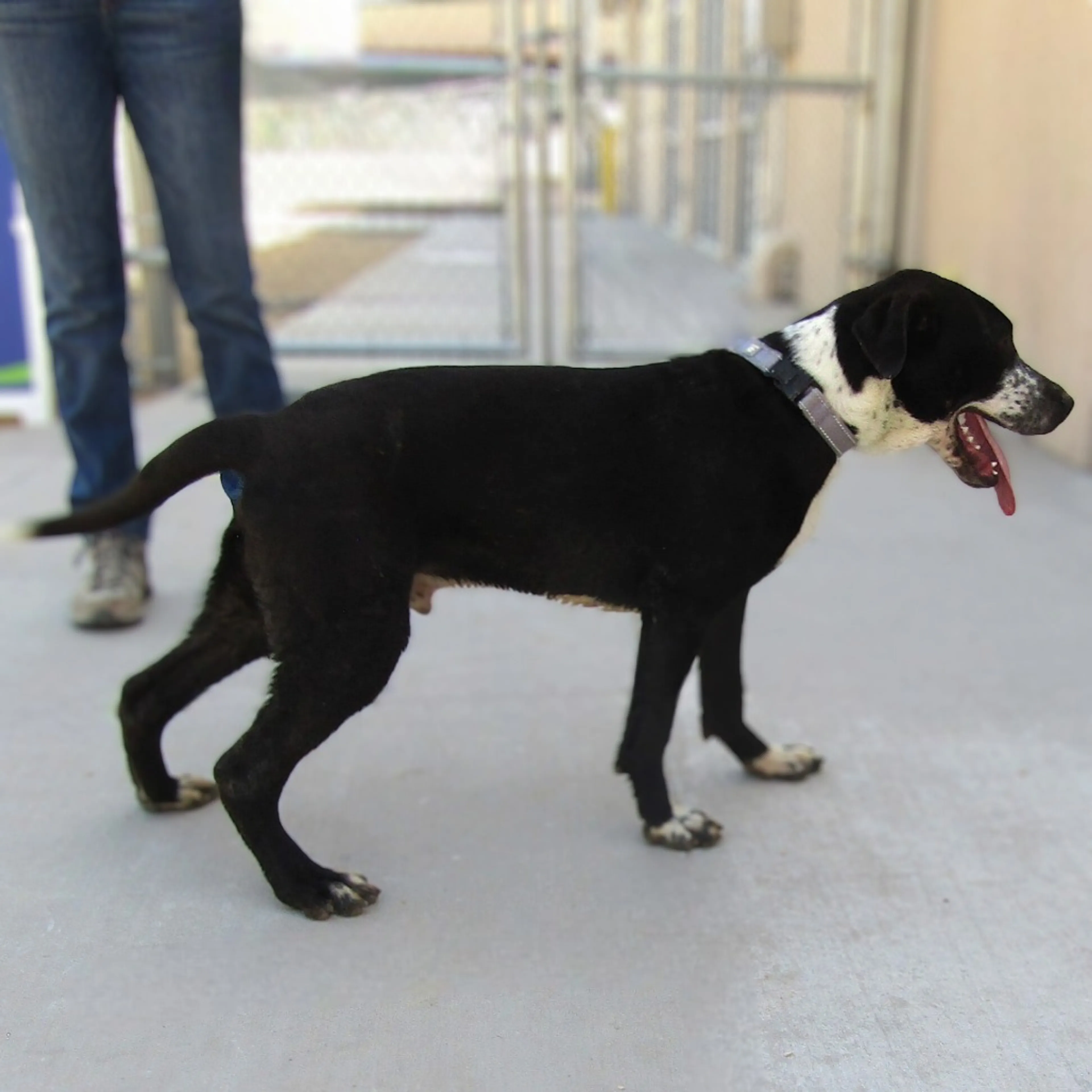 Found pet-5