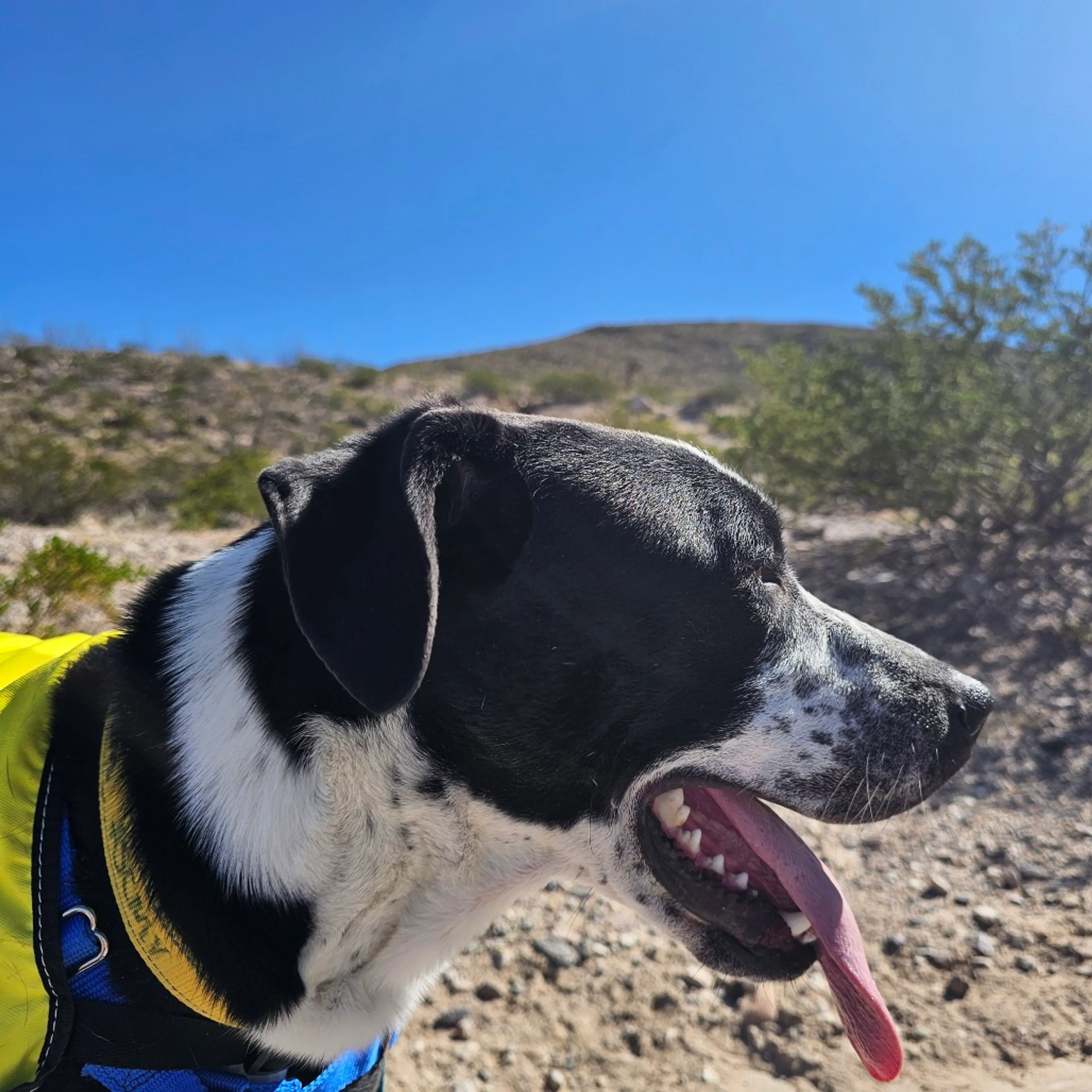 Found pet-10