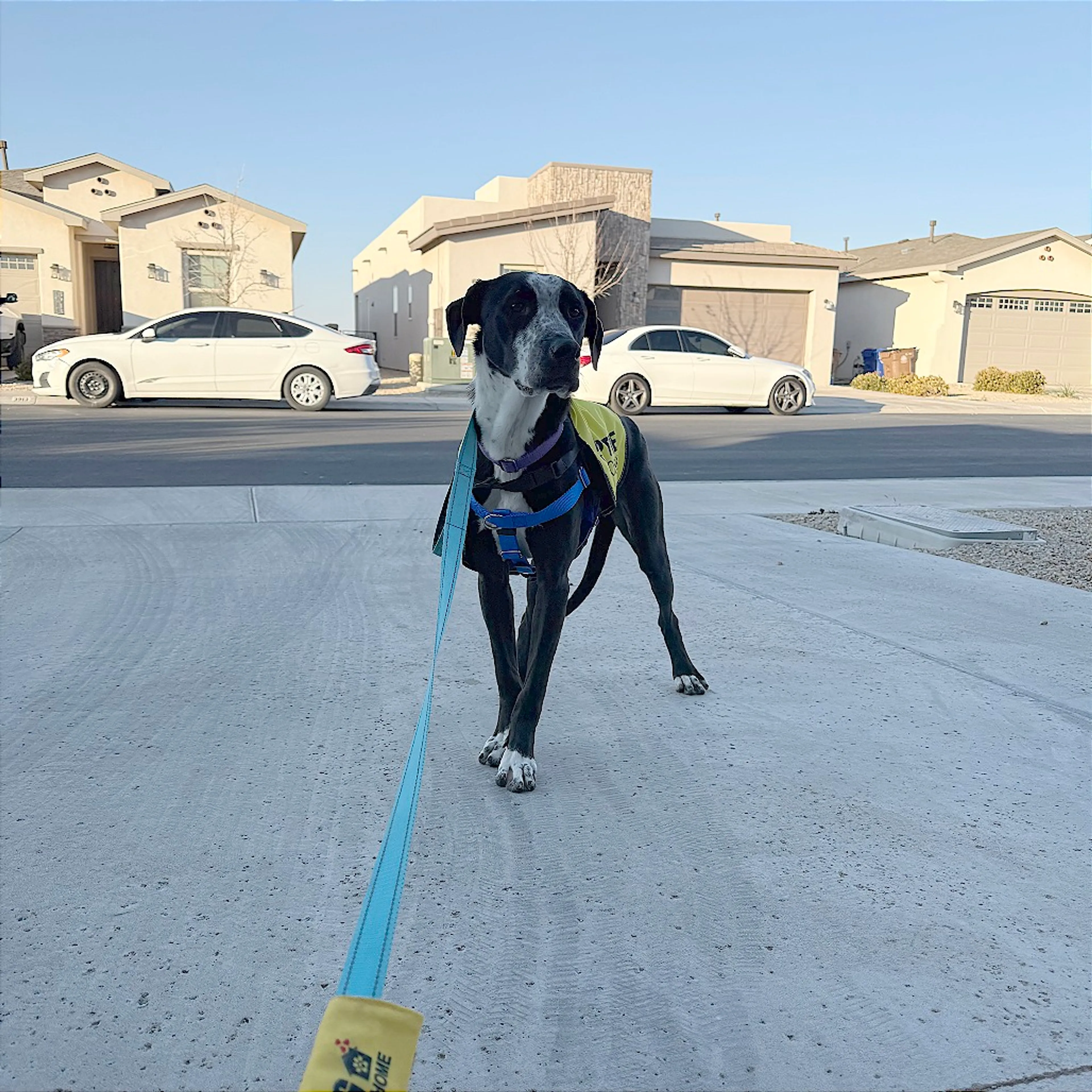 Found pet-12