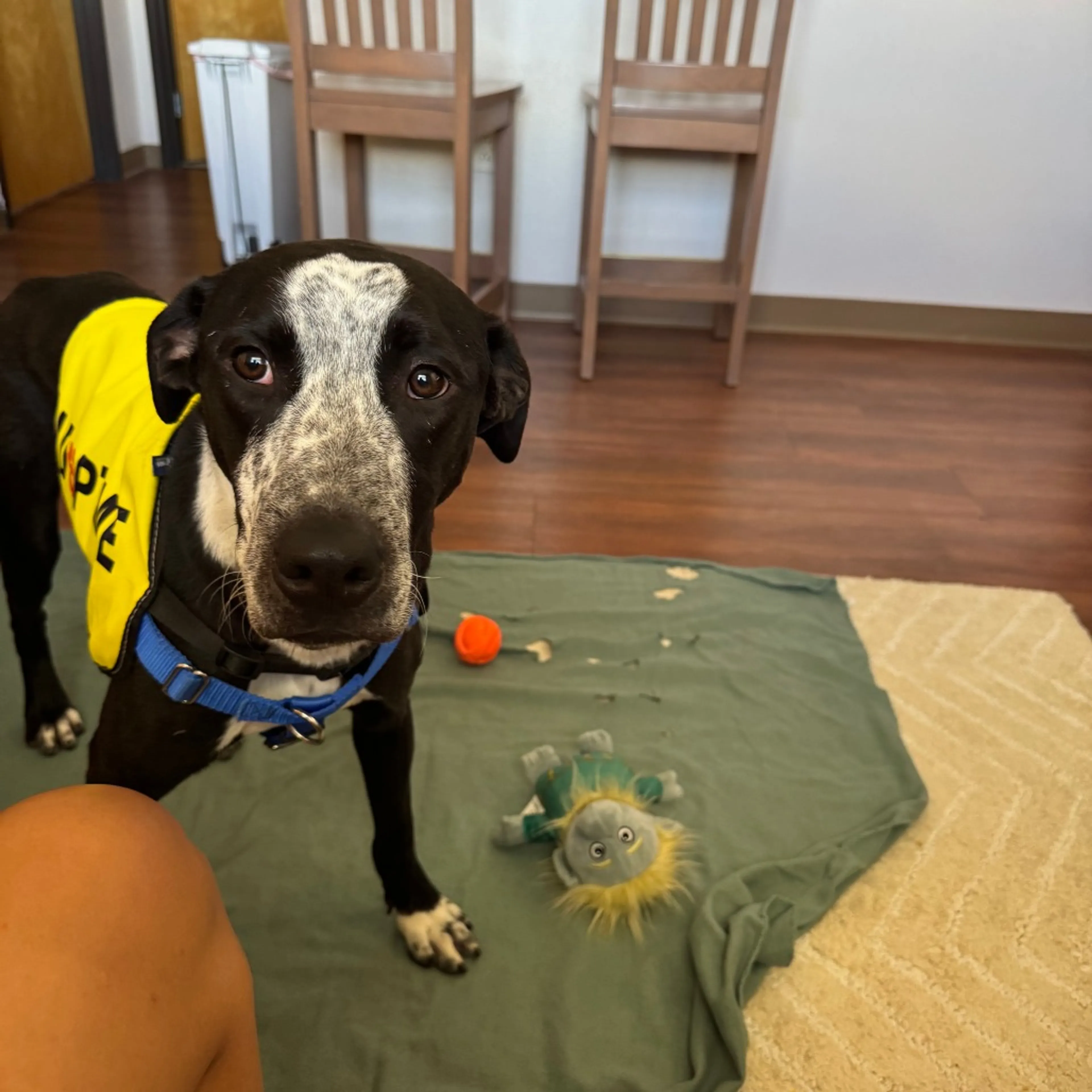 Found pet-9