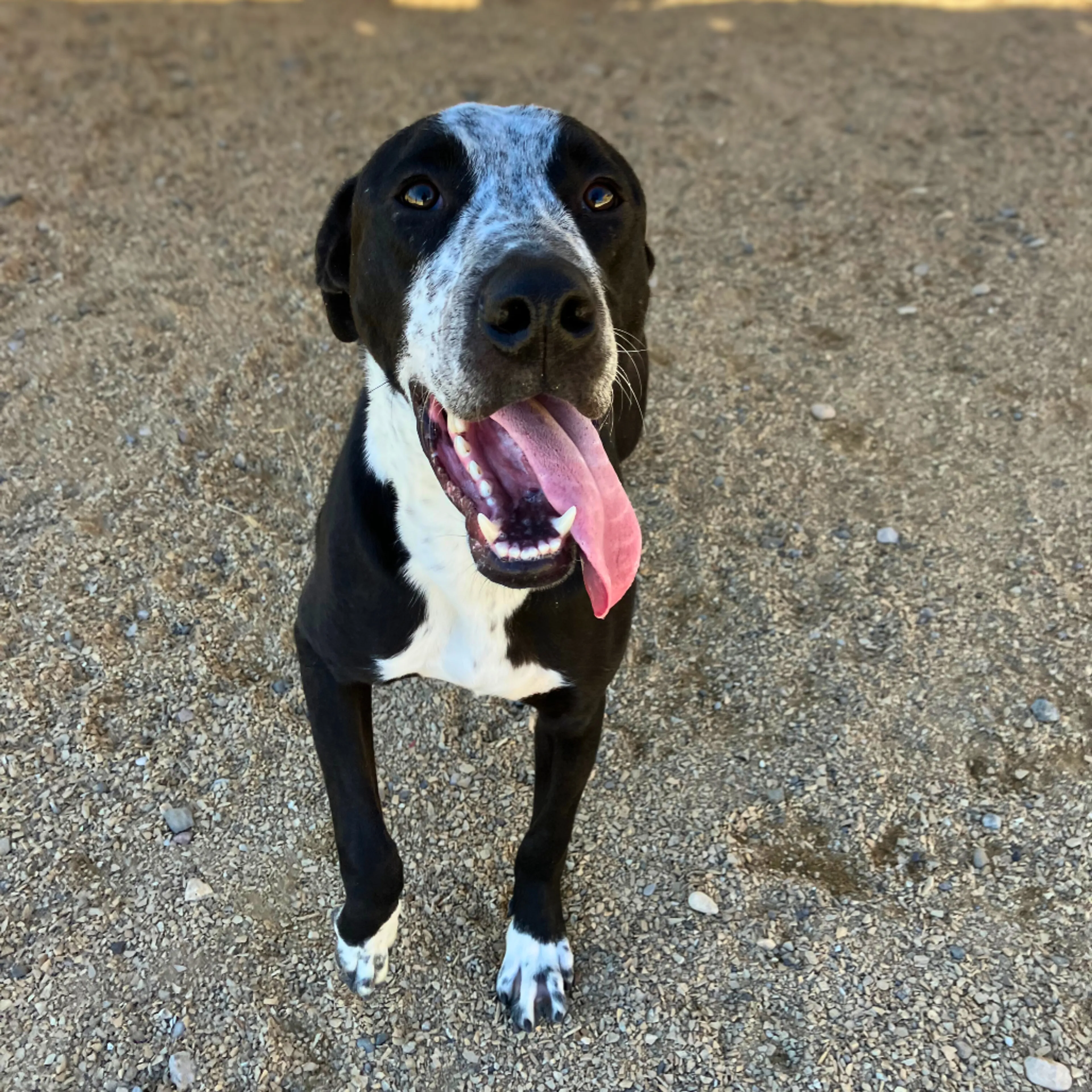 Found pet-6