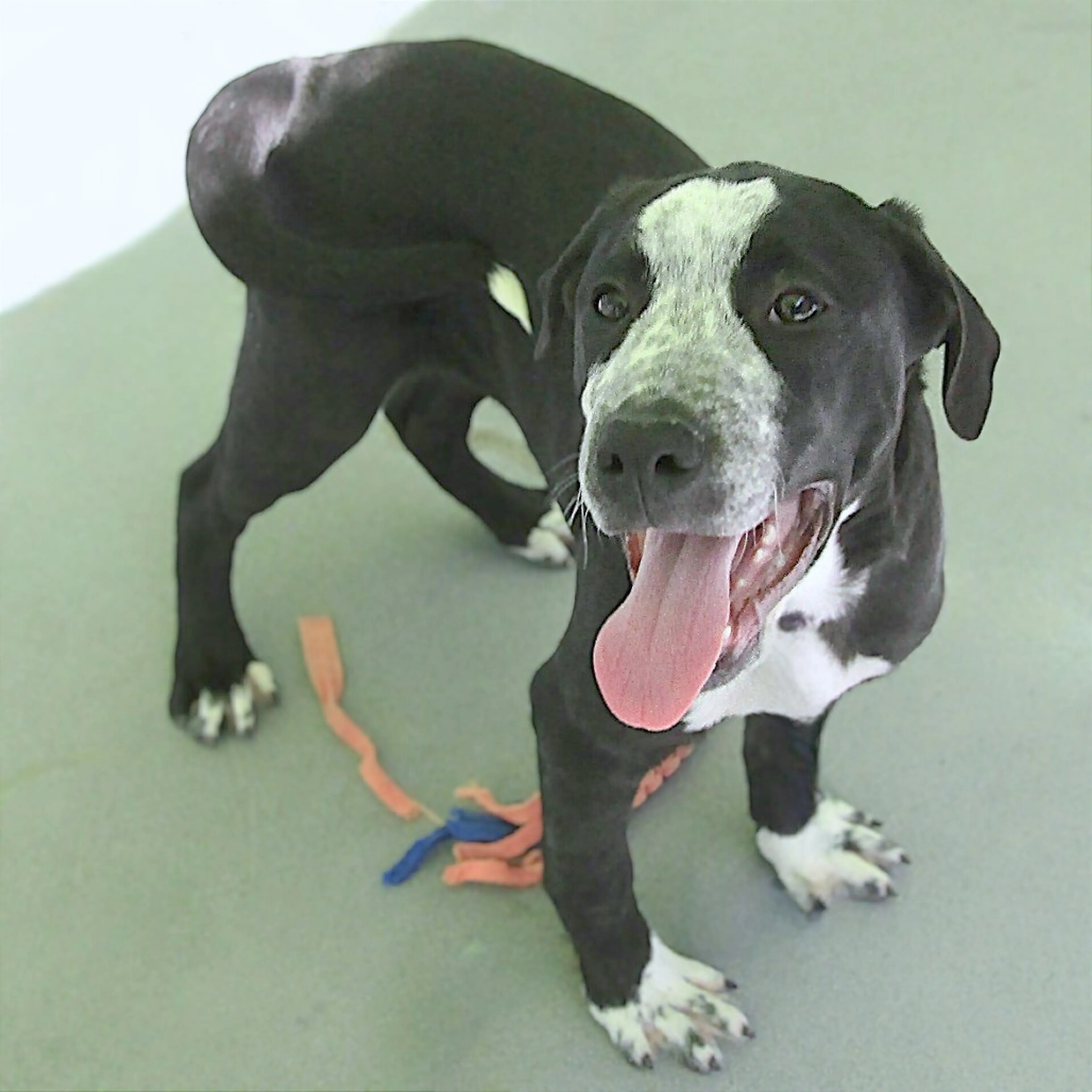 Found pet-3