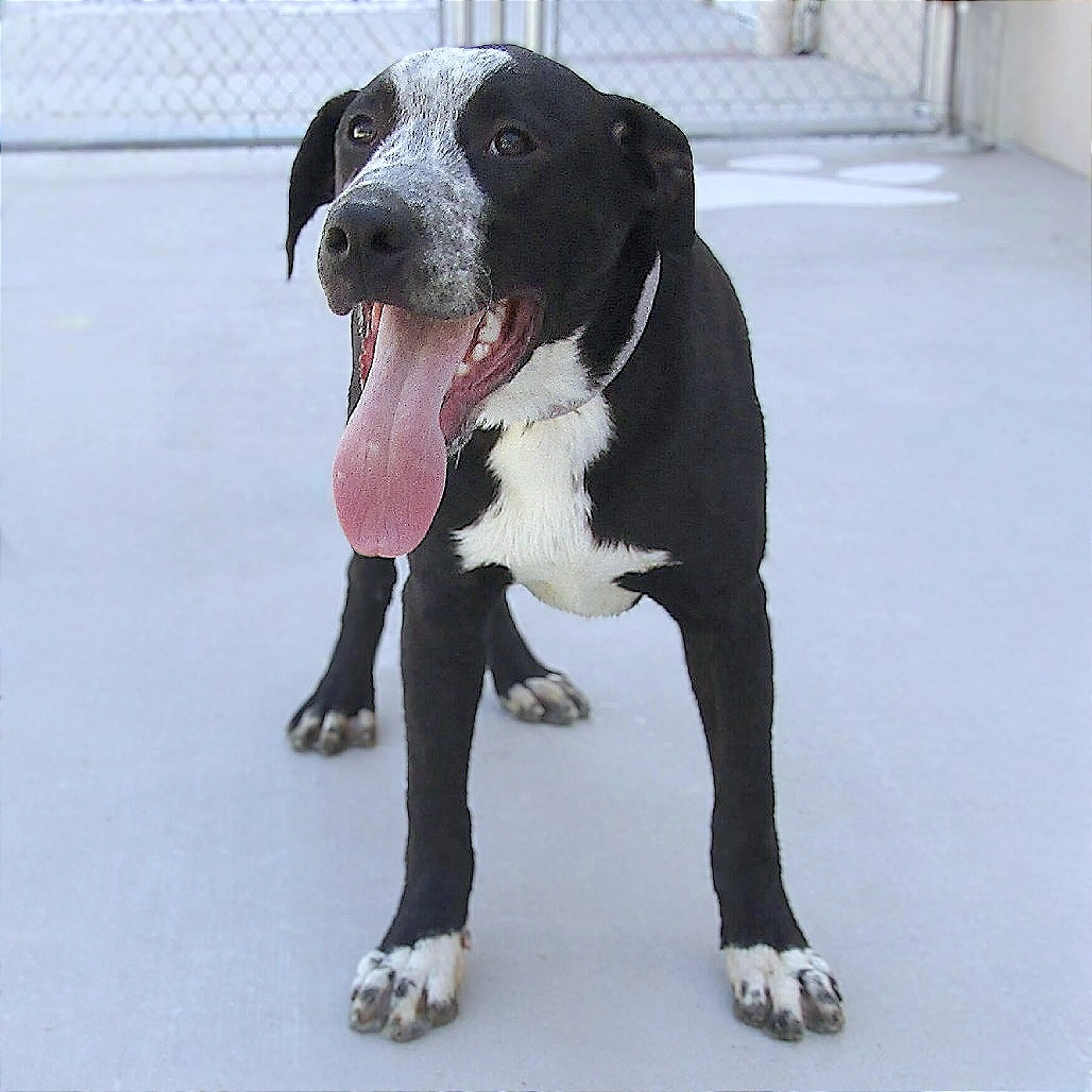 Found pet-4