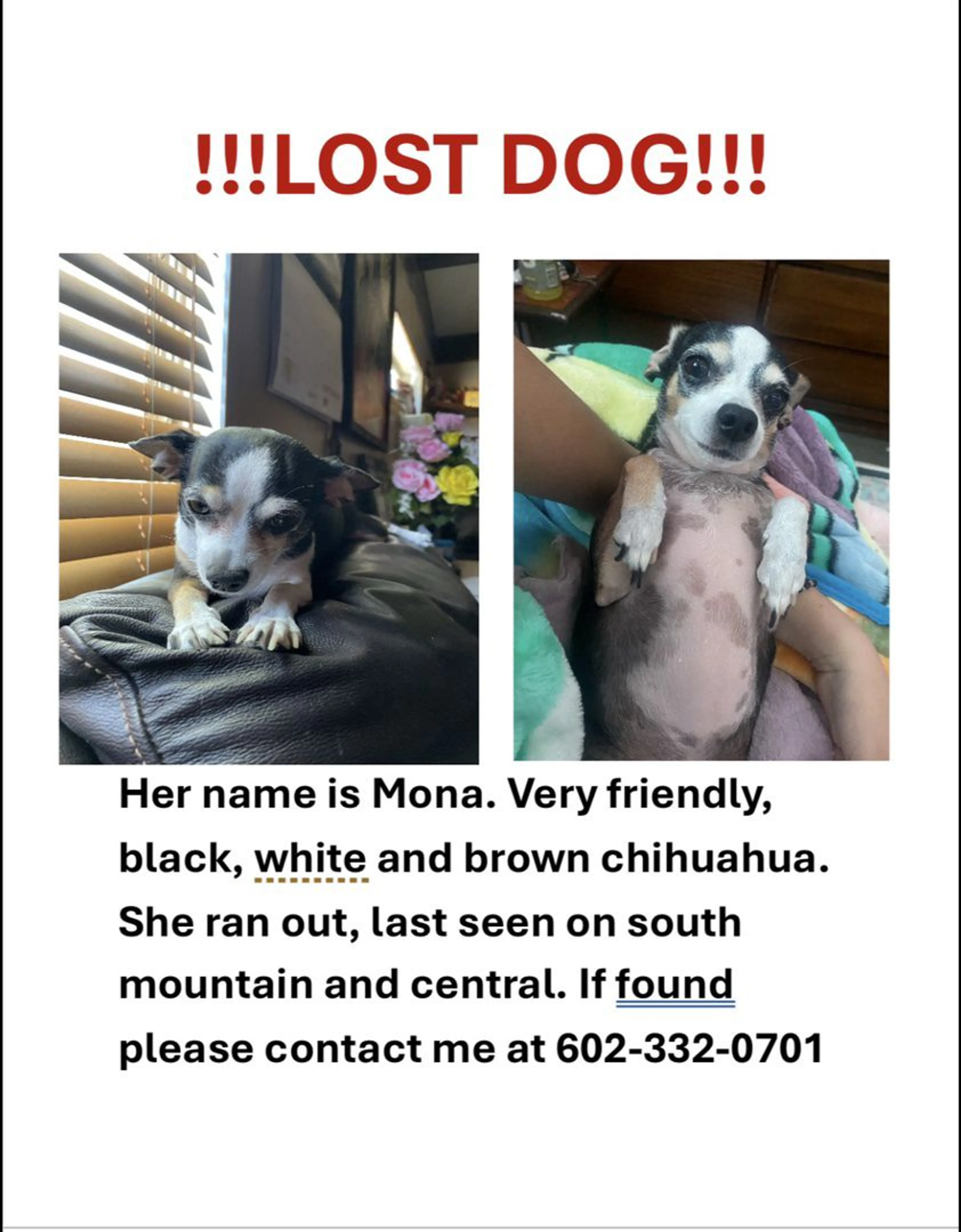 Lost pet-2