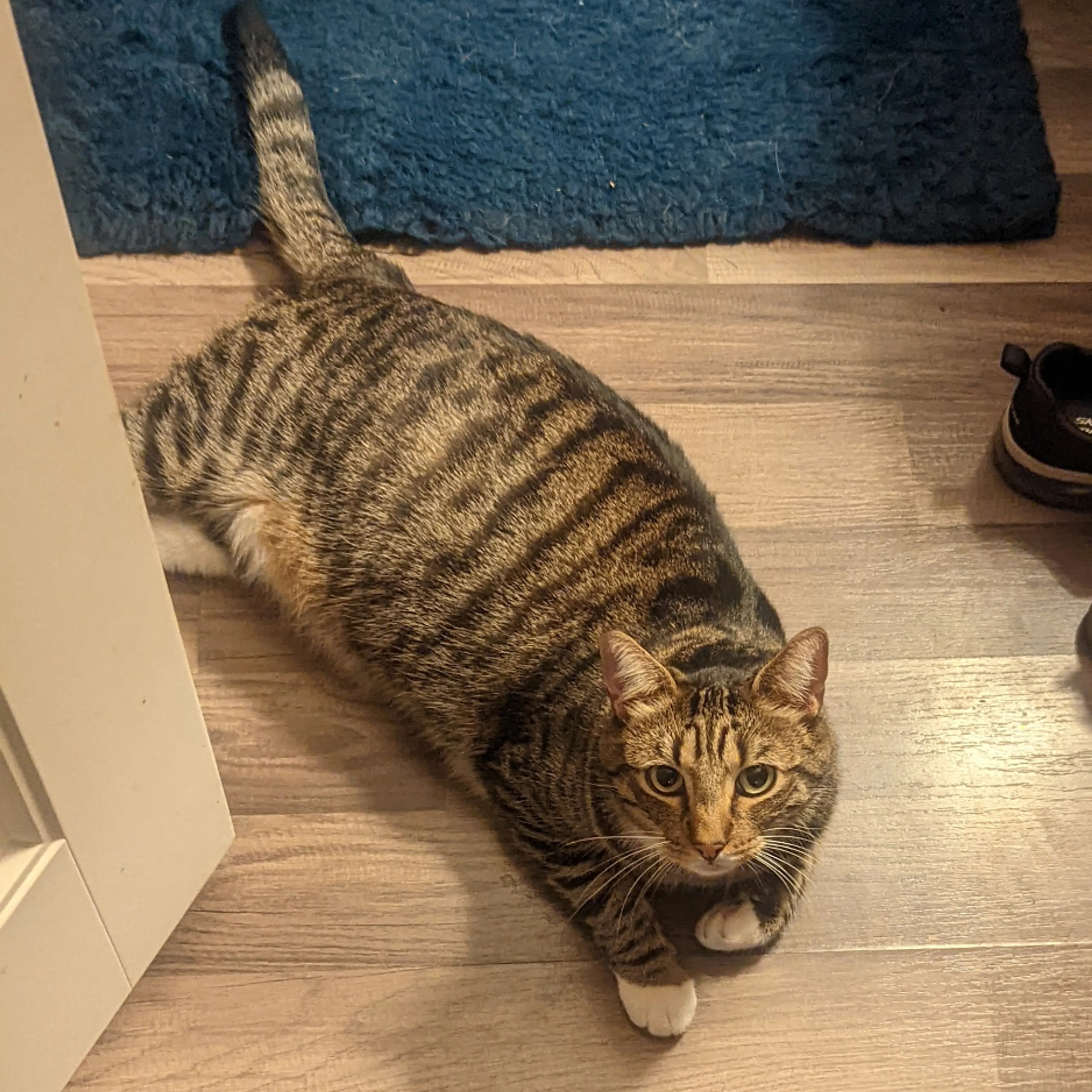 Lost pet-1