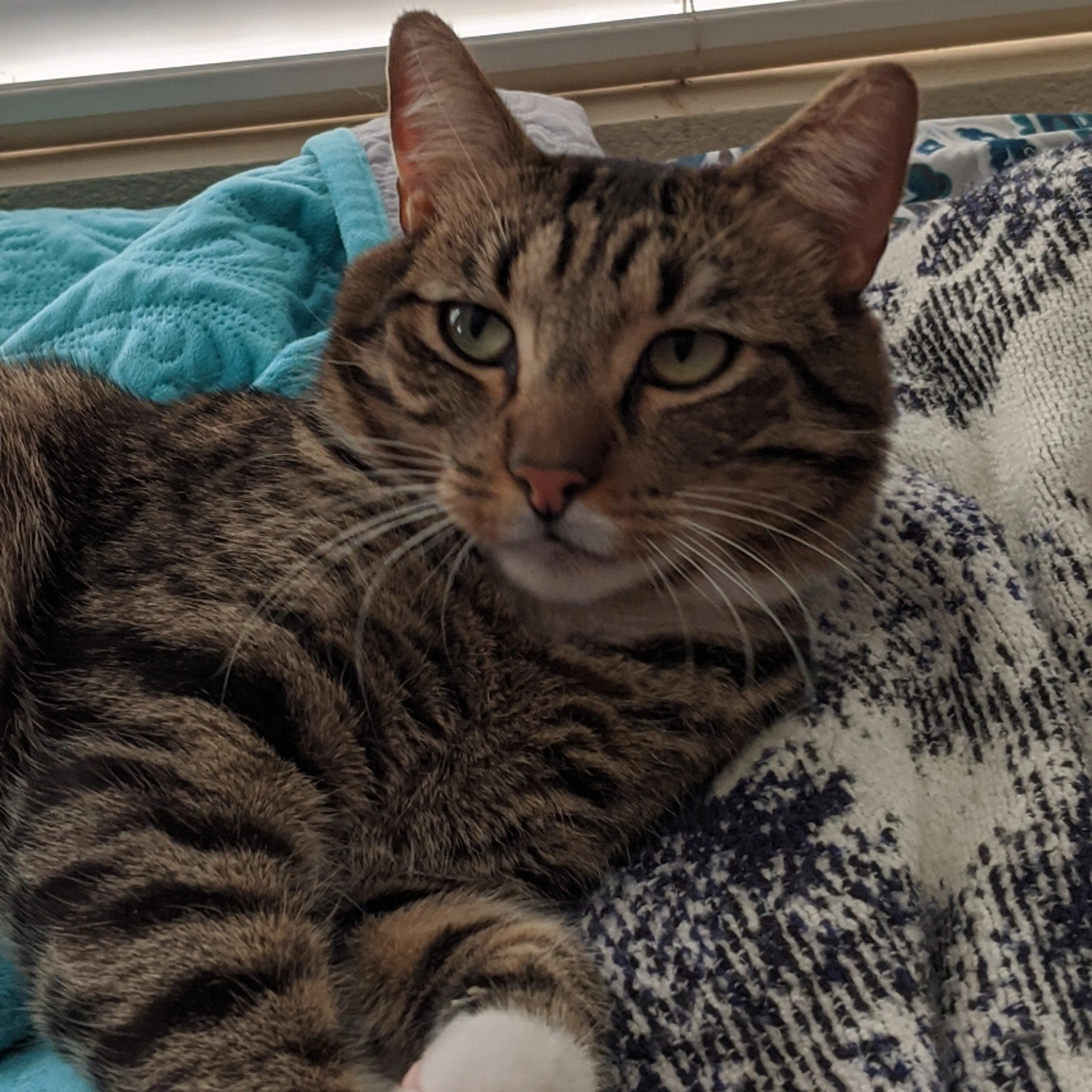 Lost pet-2