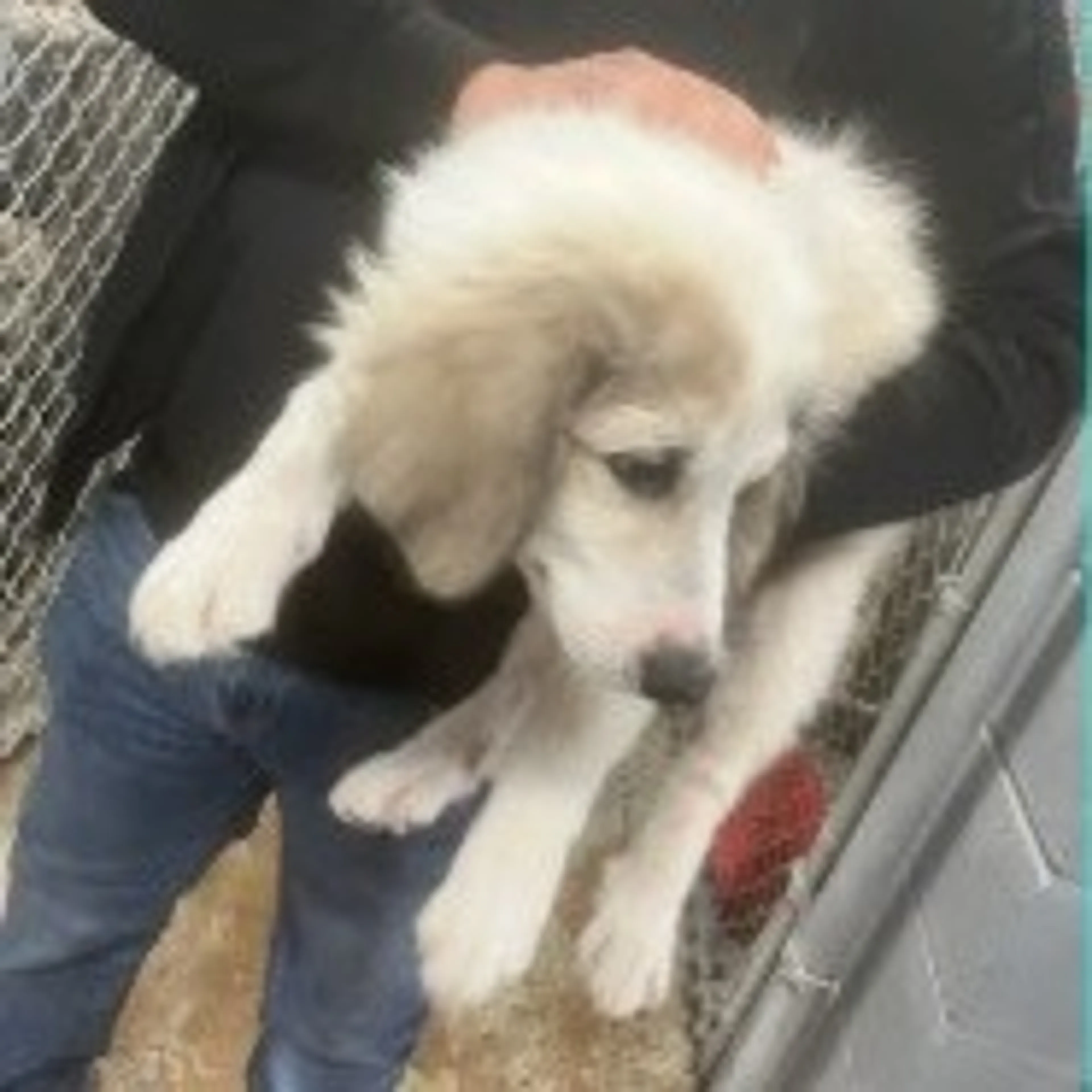 Found pet