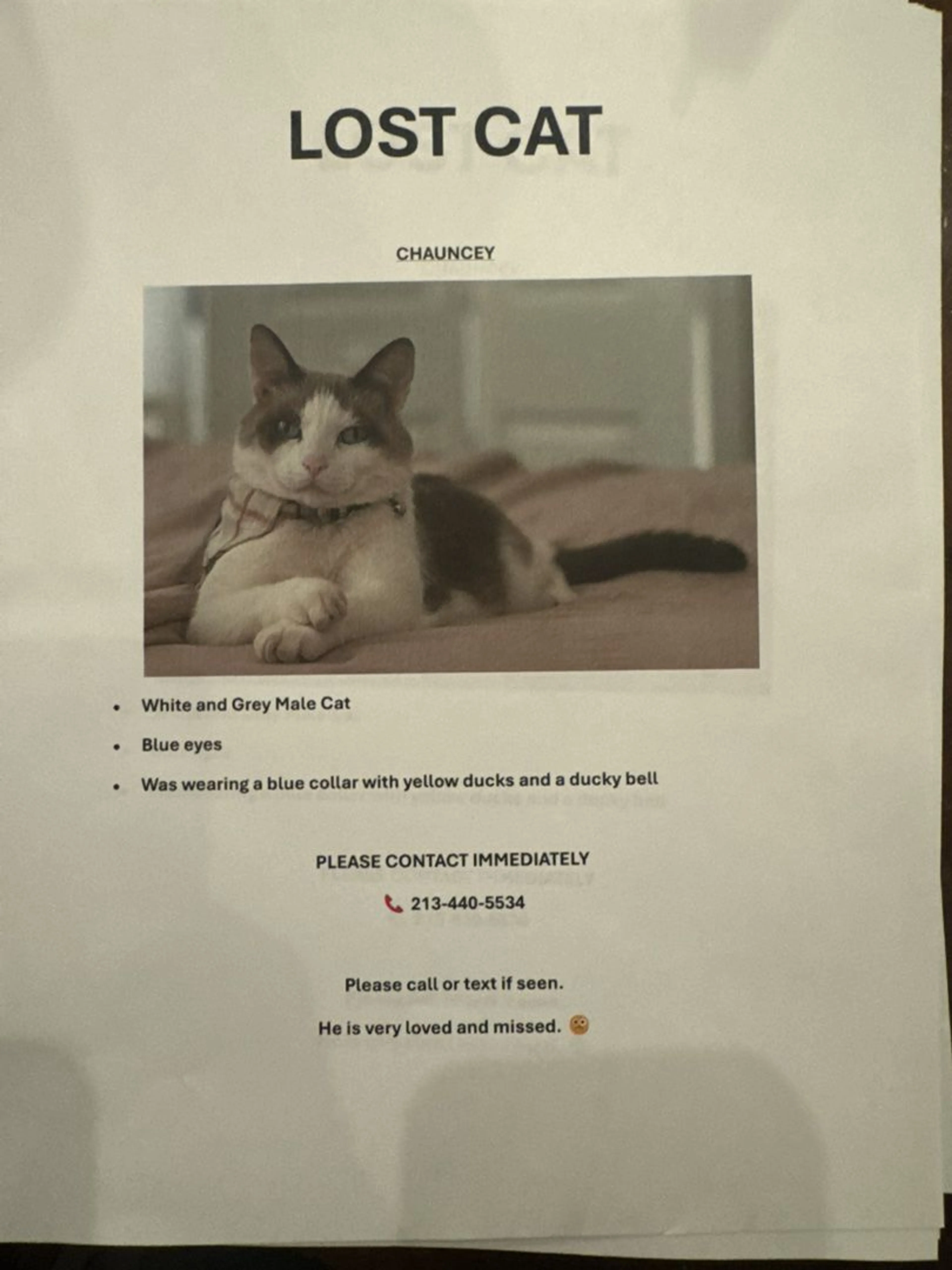 Lost pet