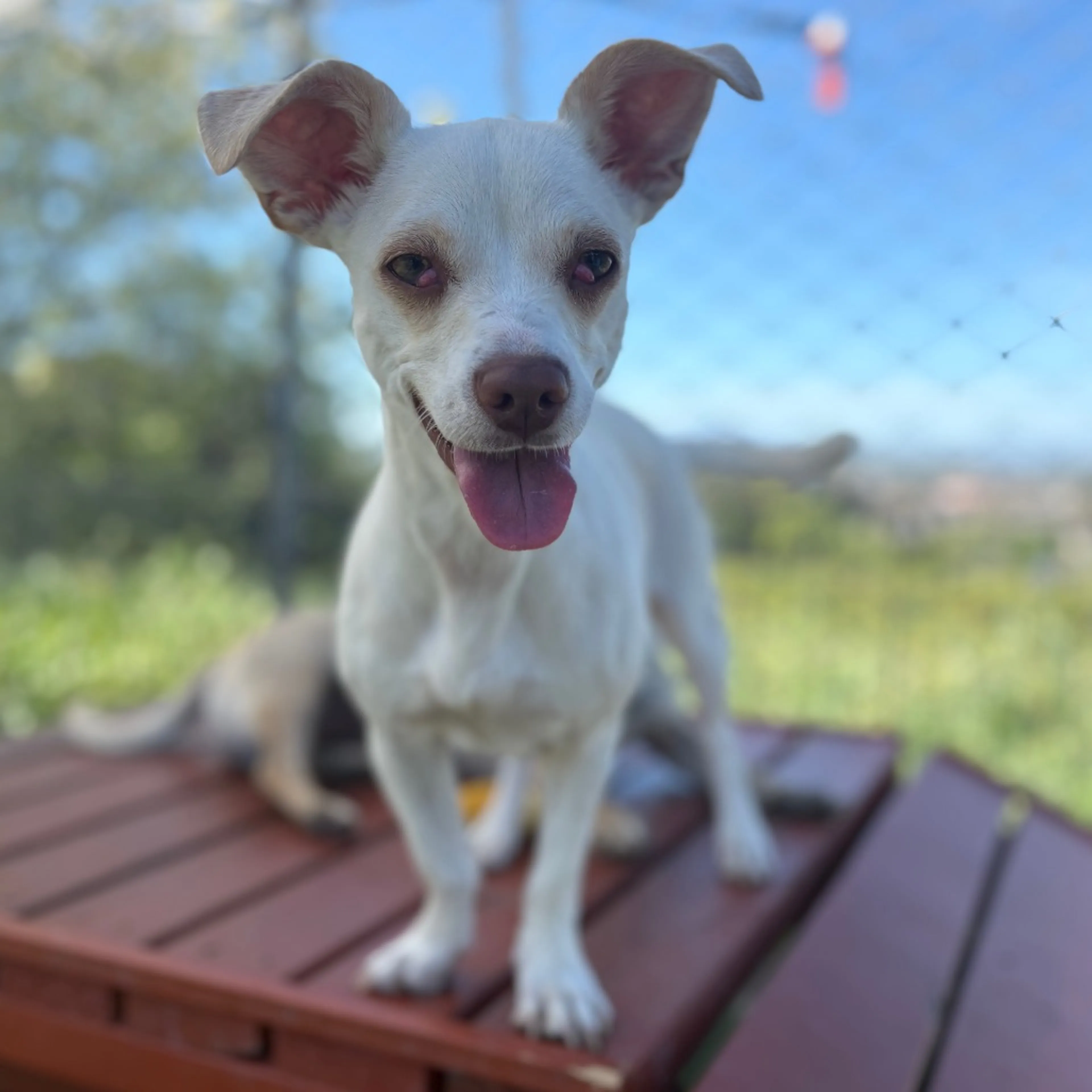 Found pet-7