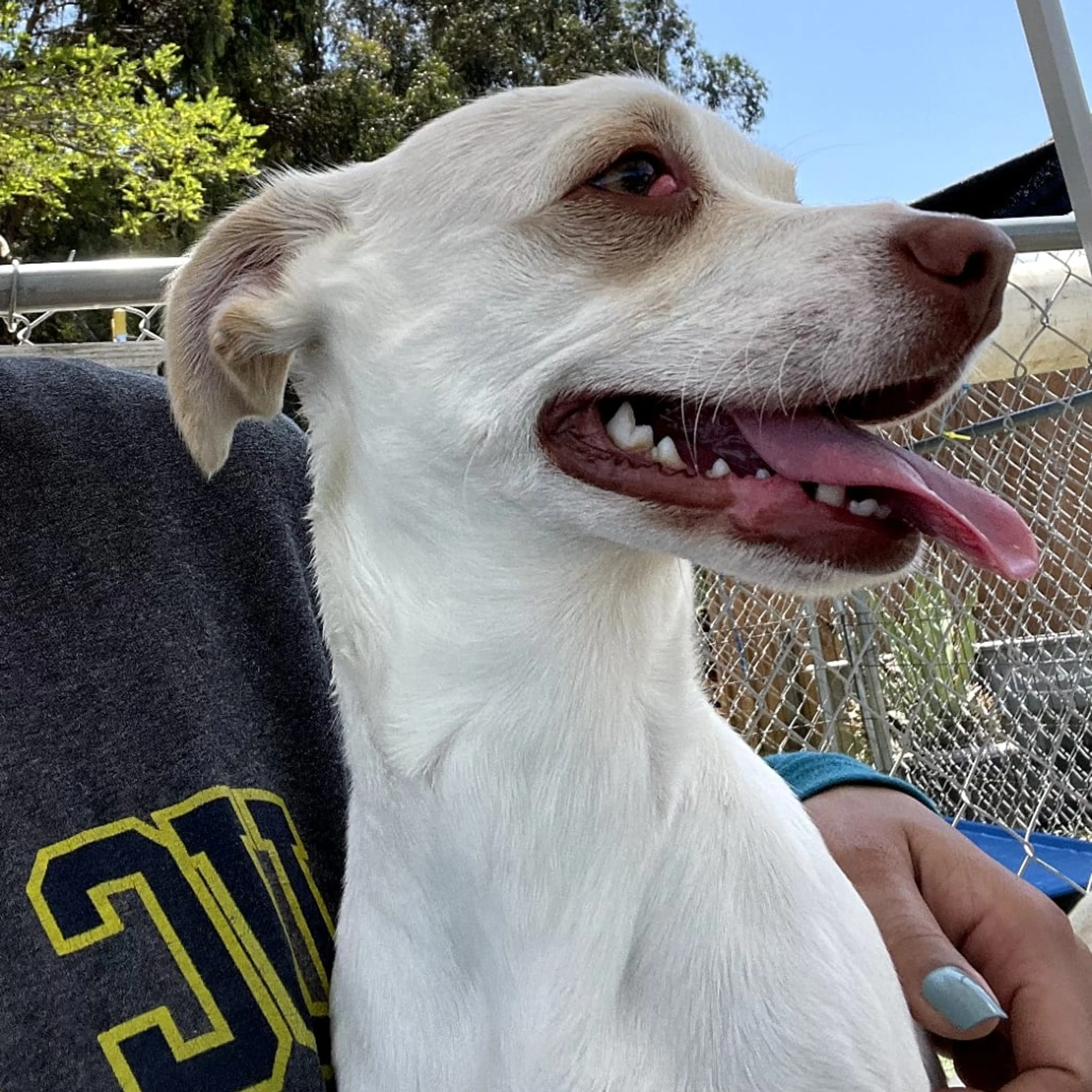 Found pet-9