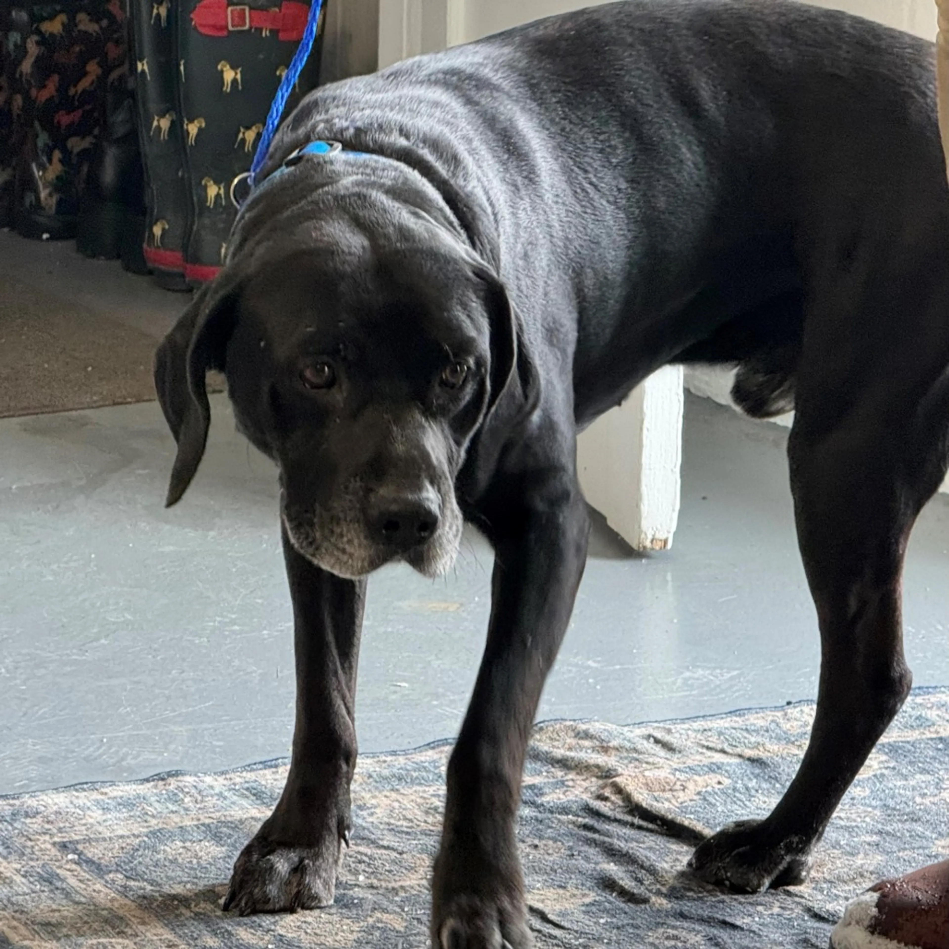 Found pet-1