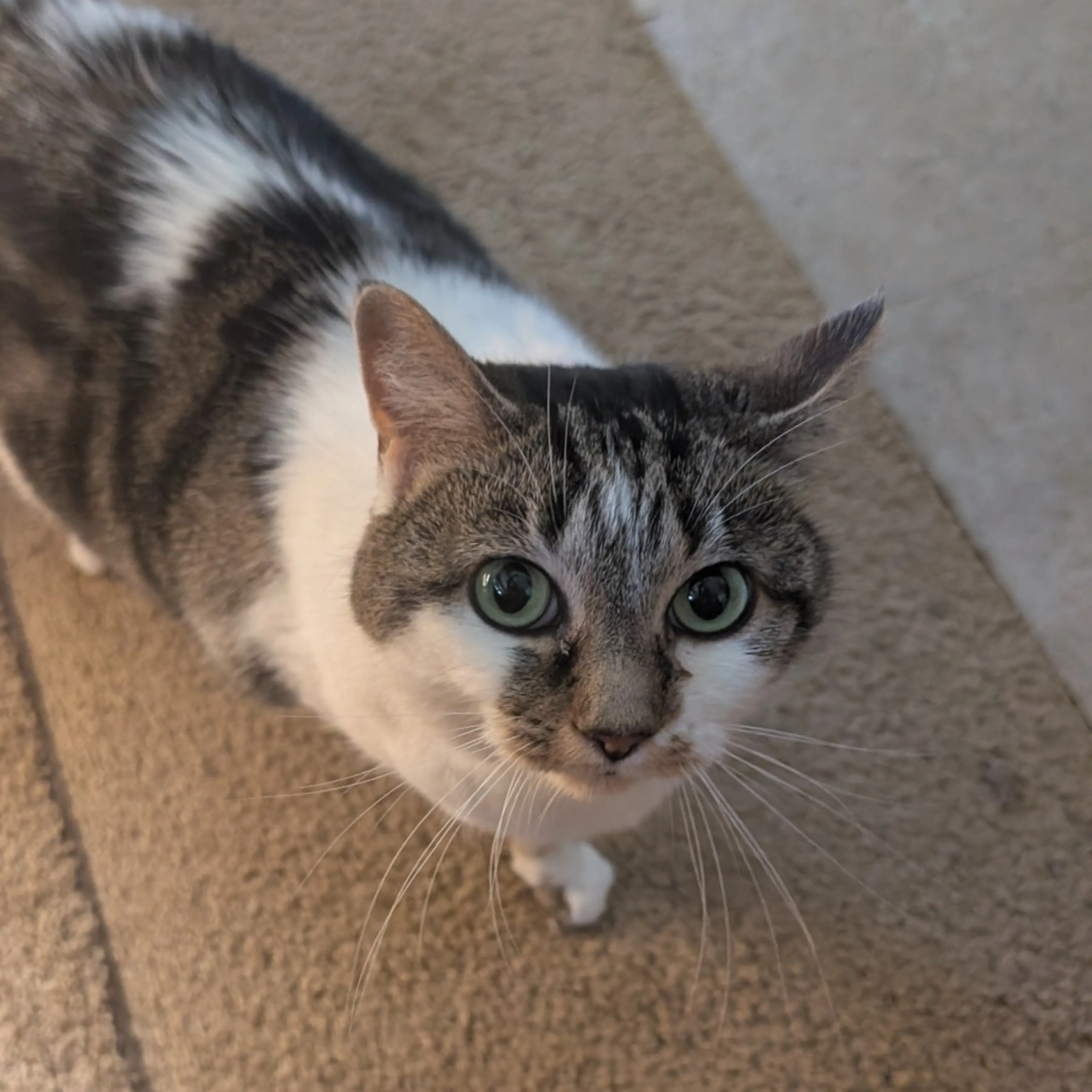 Found pet
