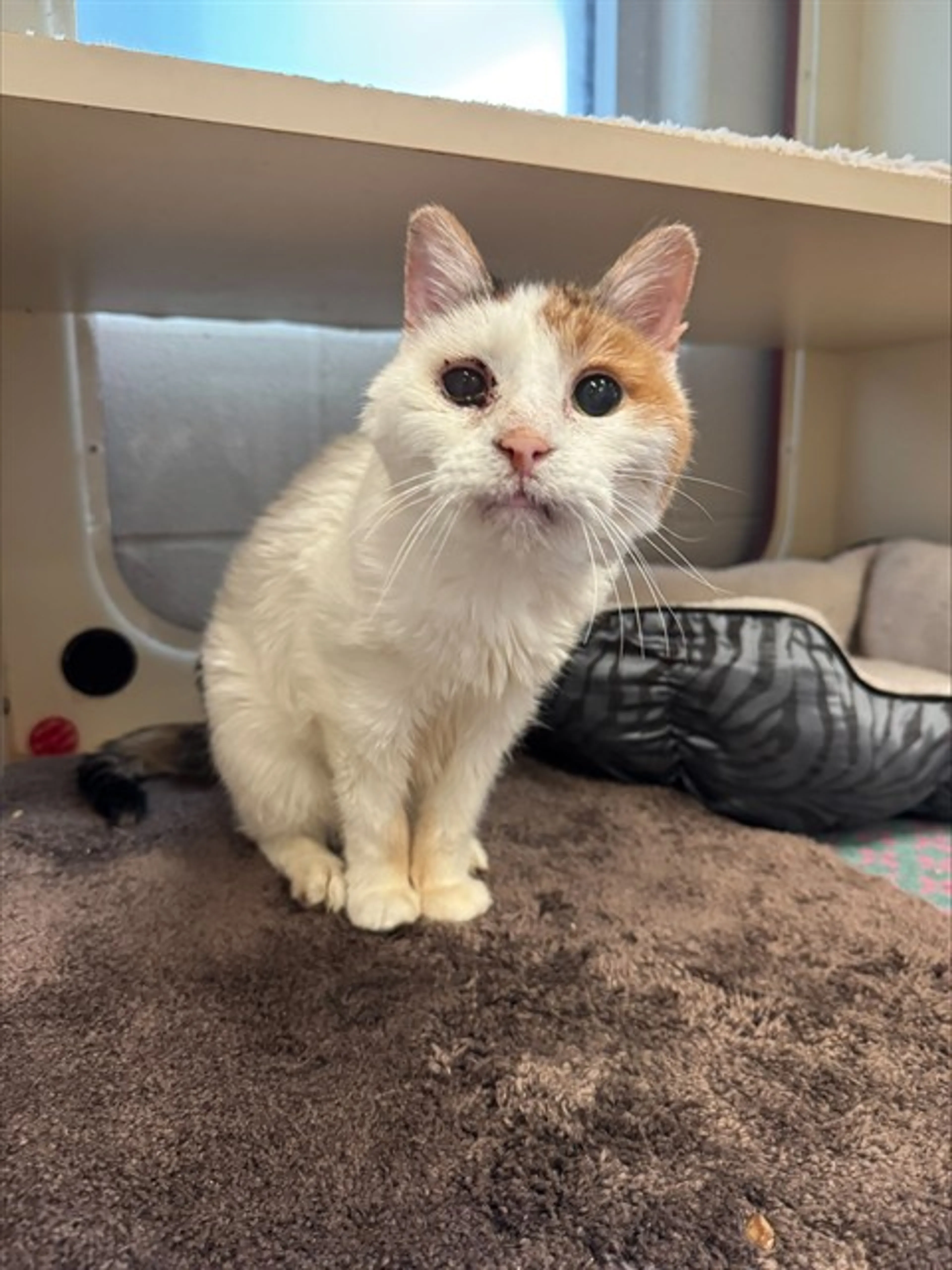Found pet