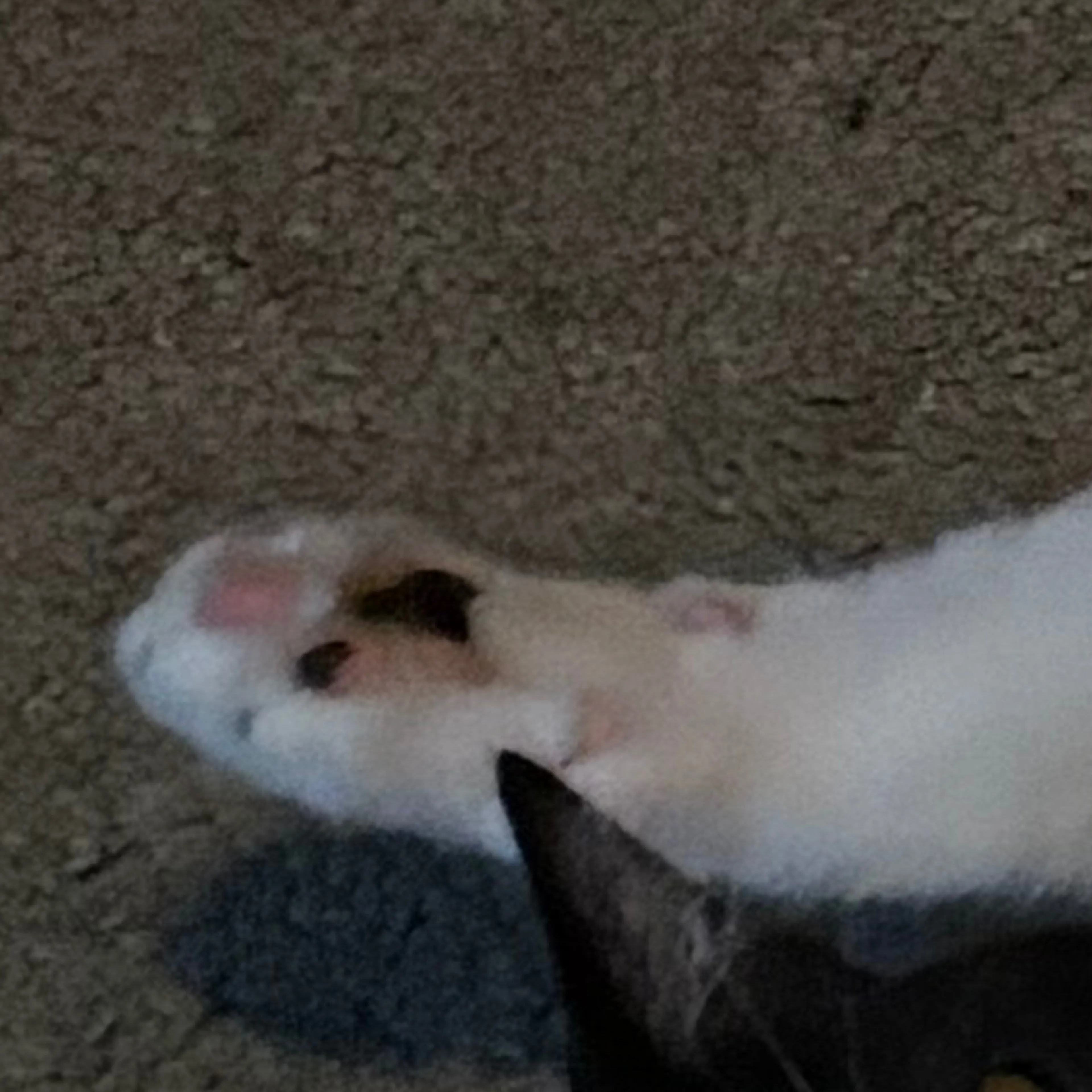 Found pet-3