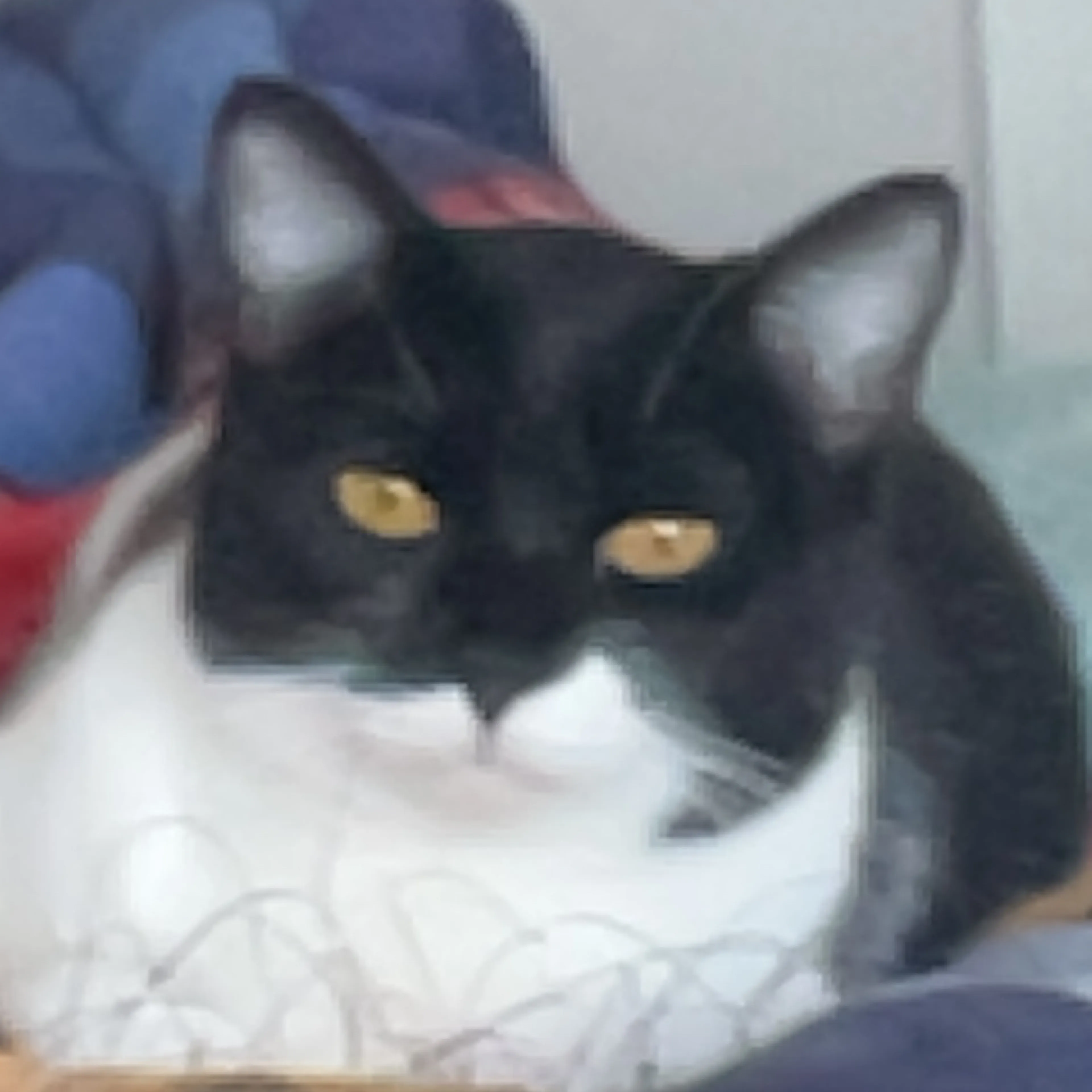 Found pet-2