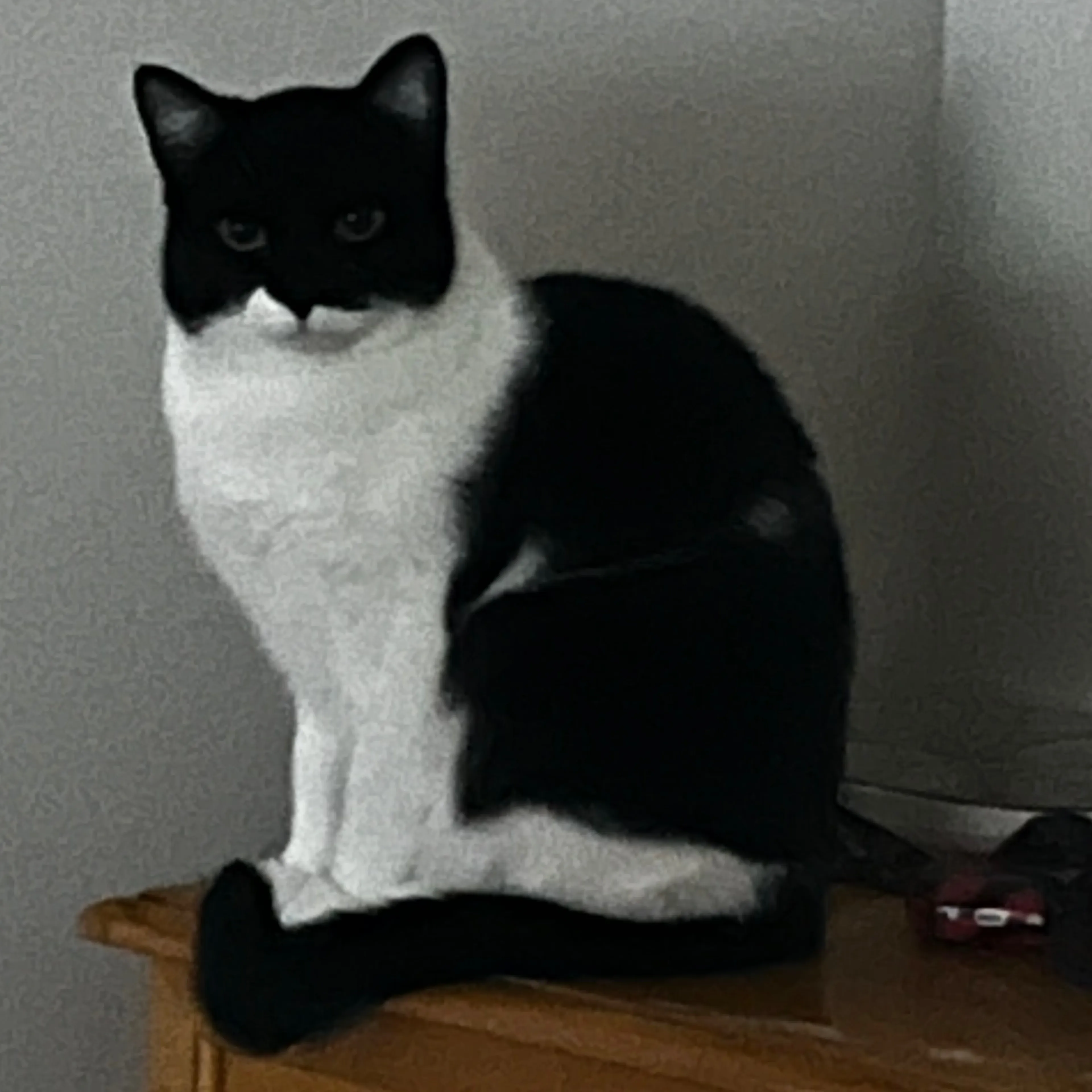 Found pet-1