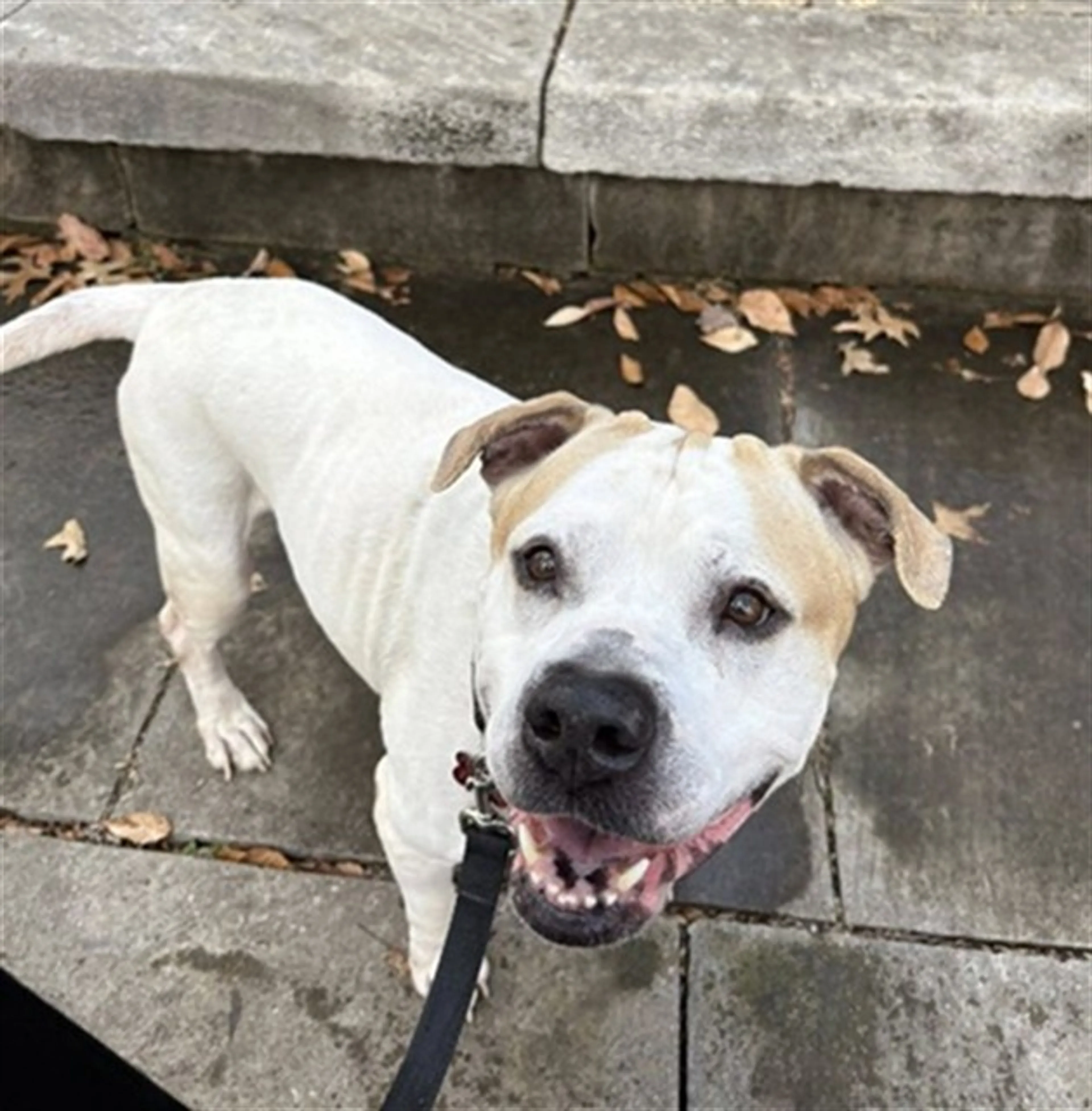 Found pet