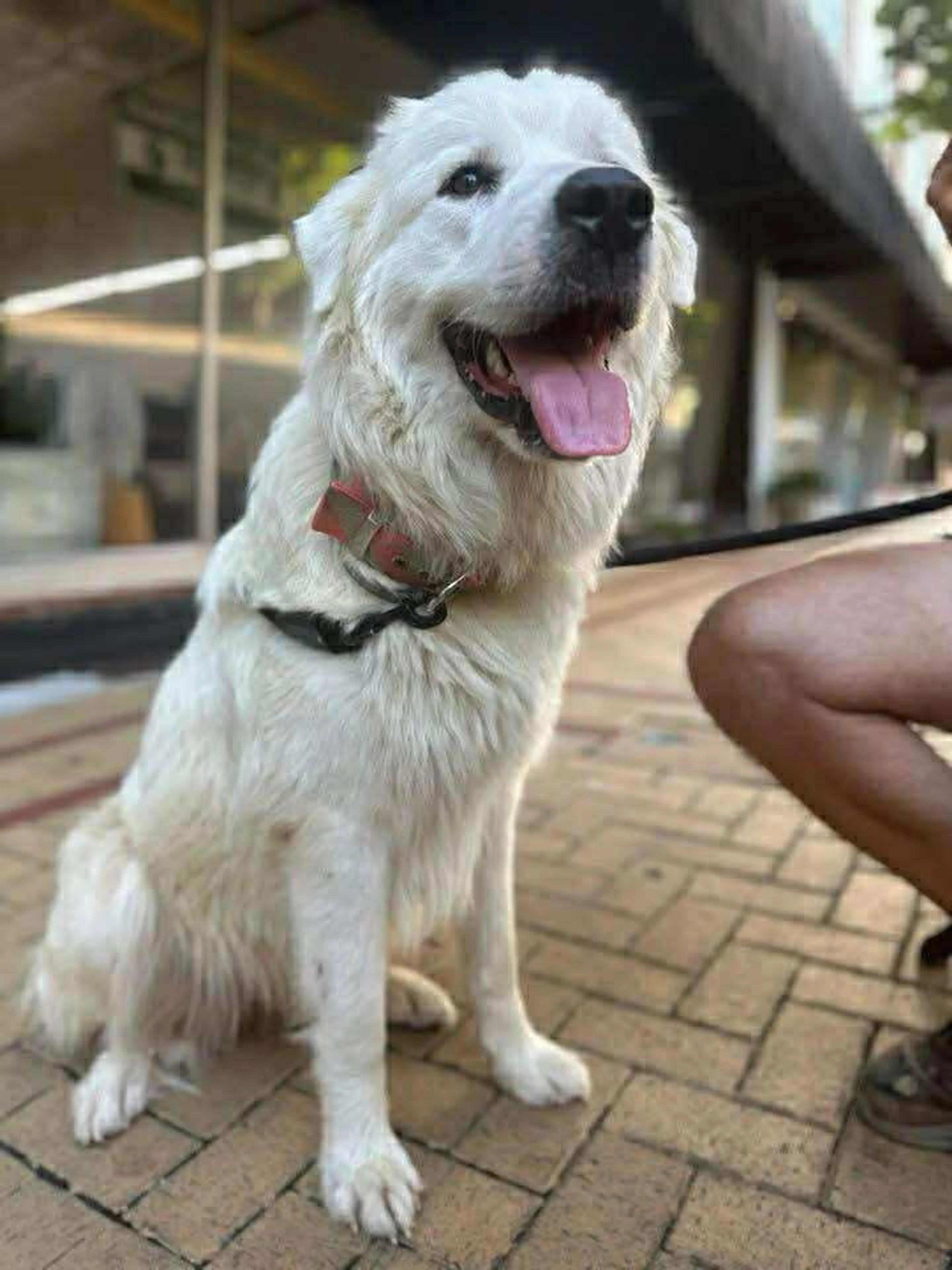 Found pet-0