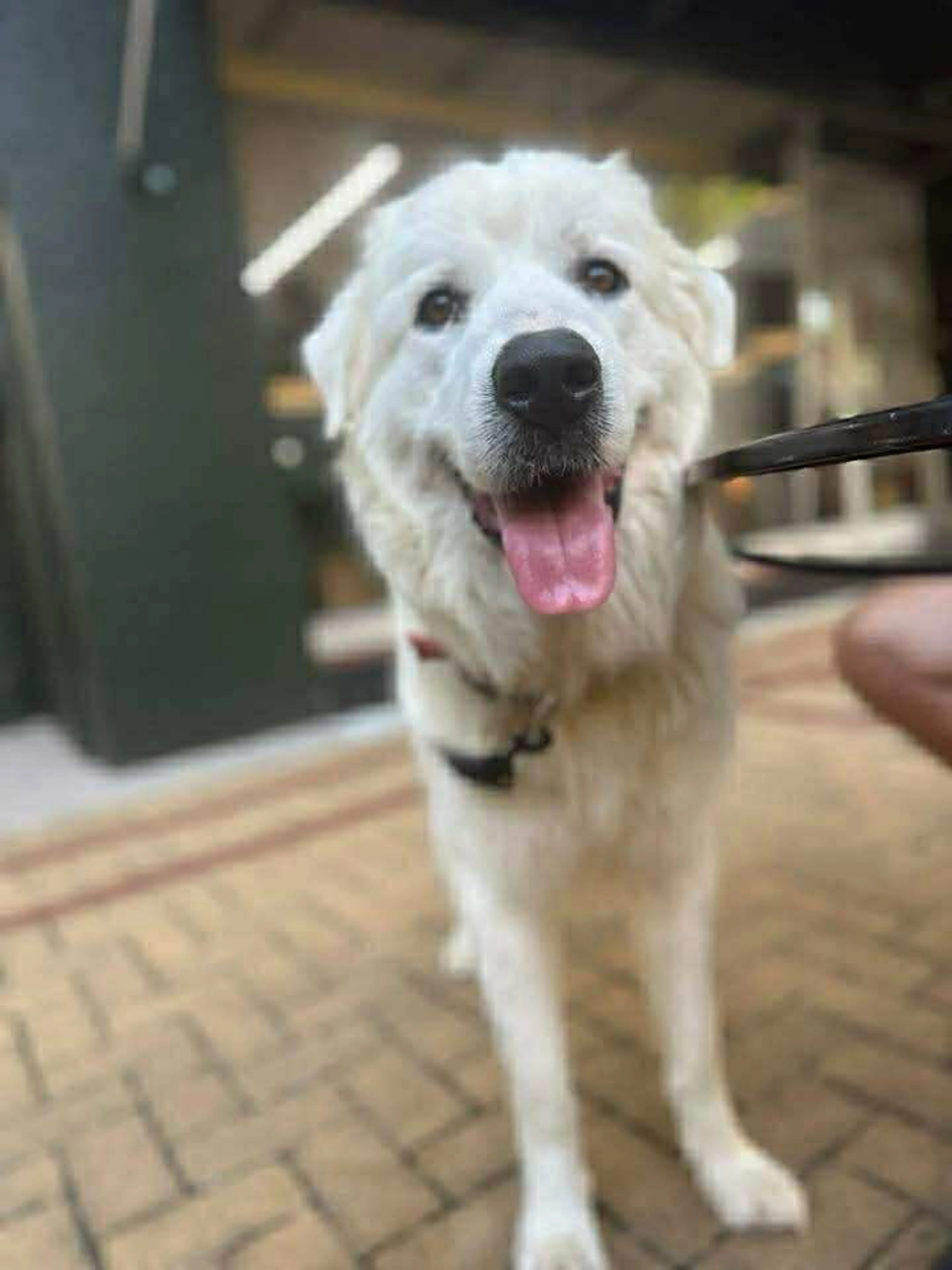 Found pet-2