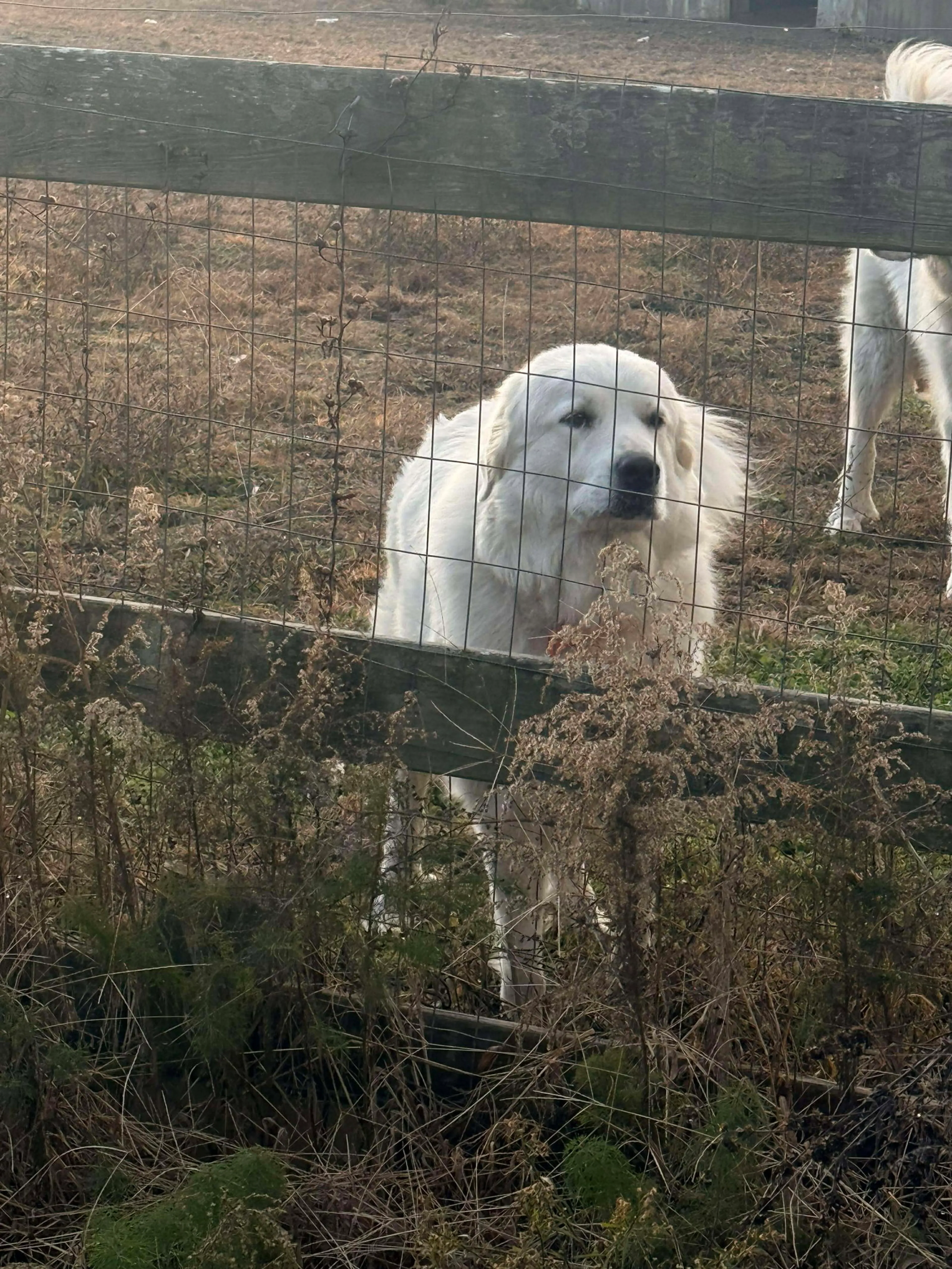 Found pet-3