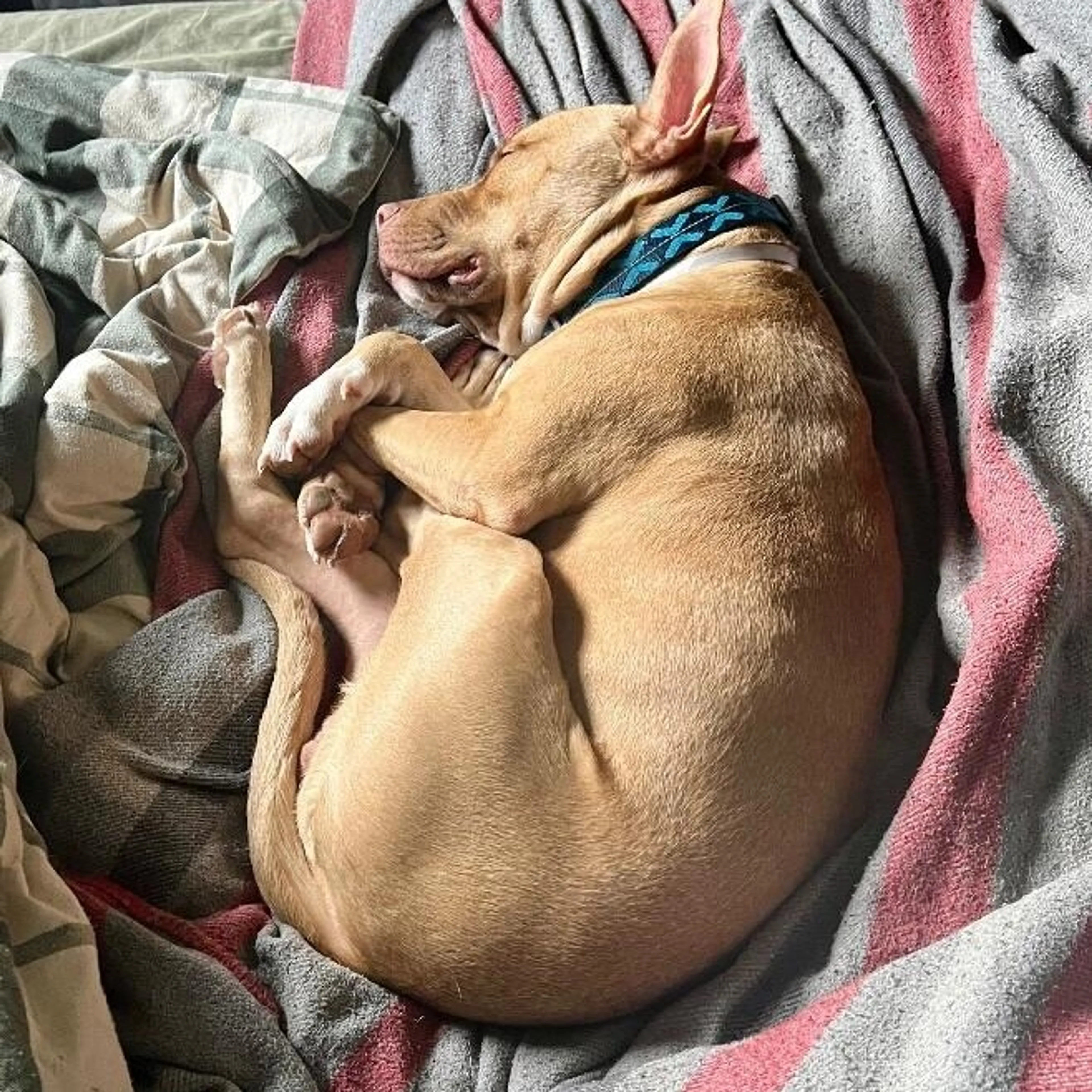 Found pet-2