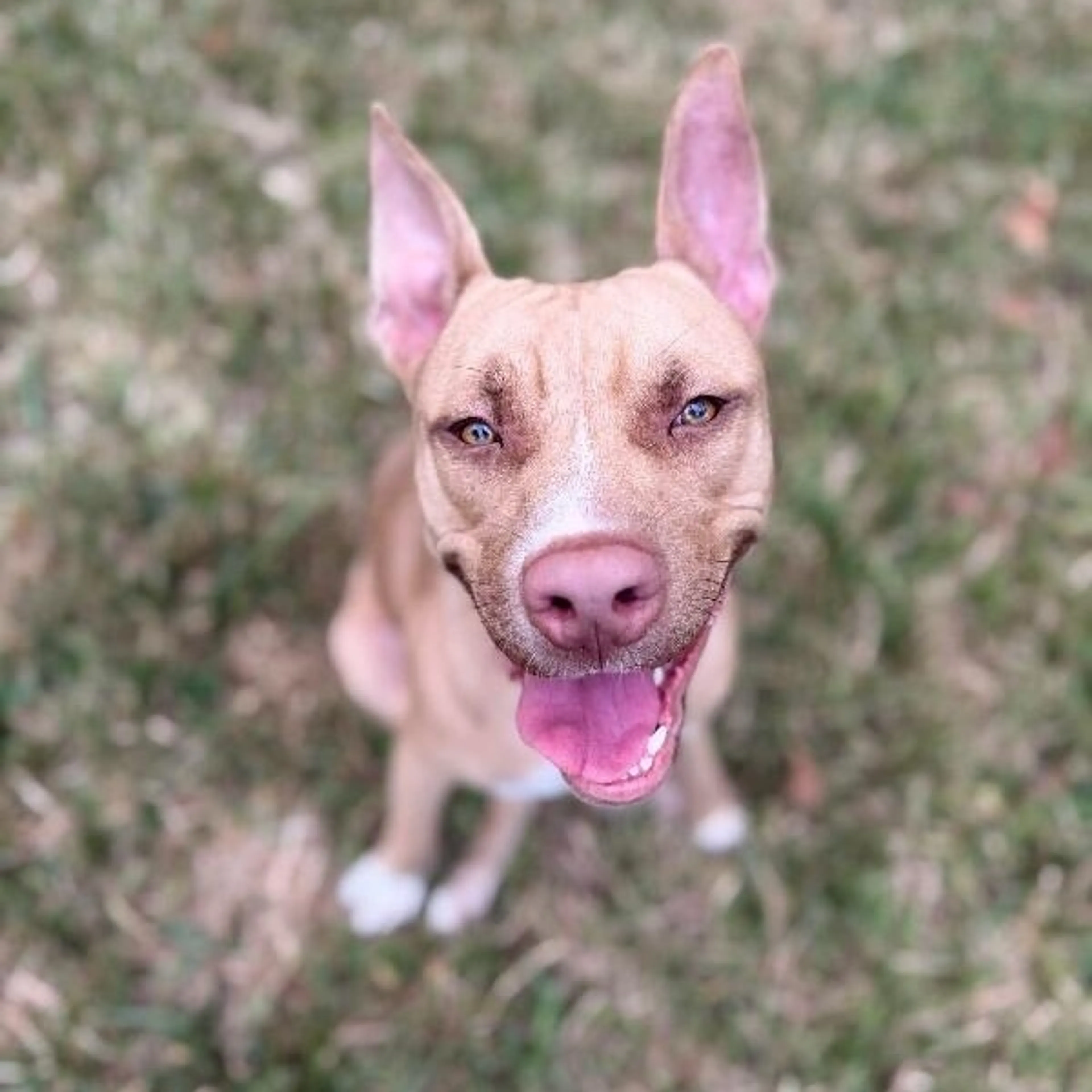 Found pet-1