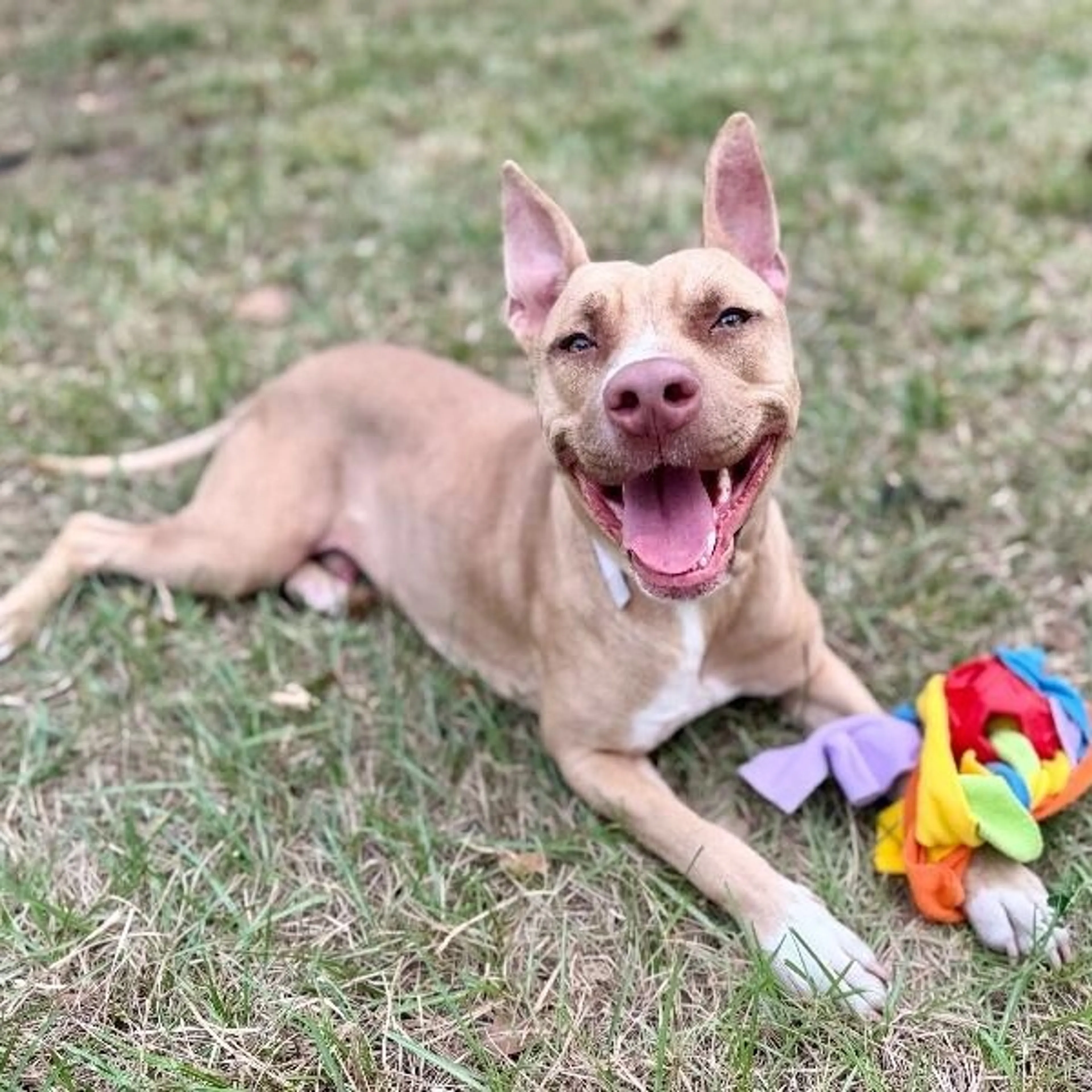 Found pet-4