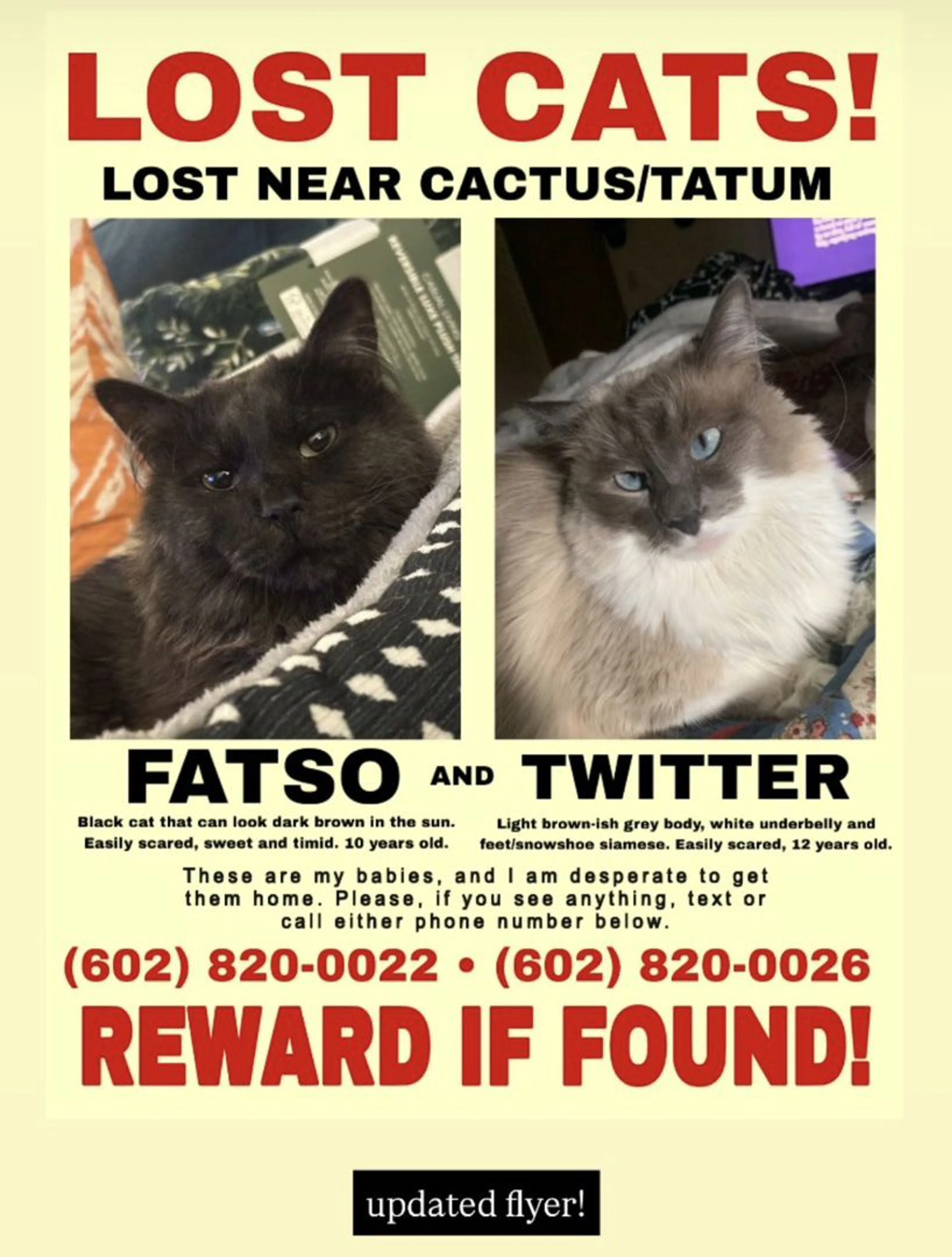 Lost pet