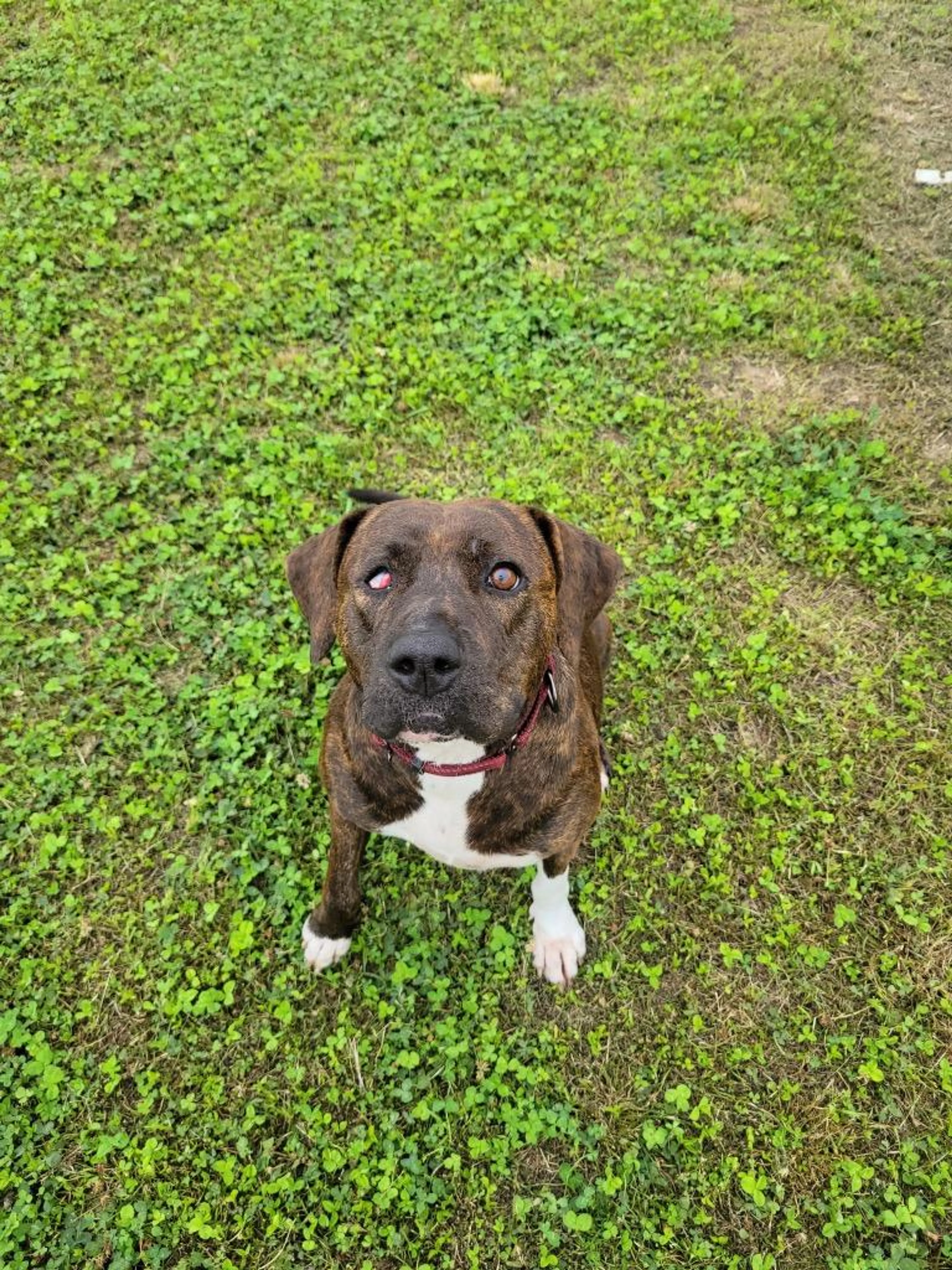 Found pet-1