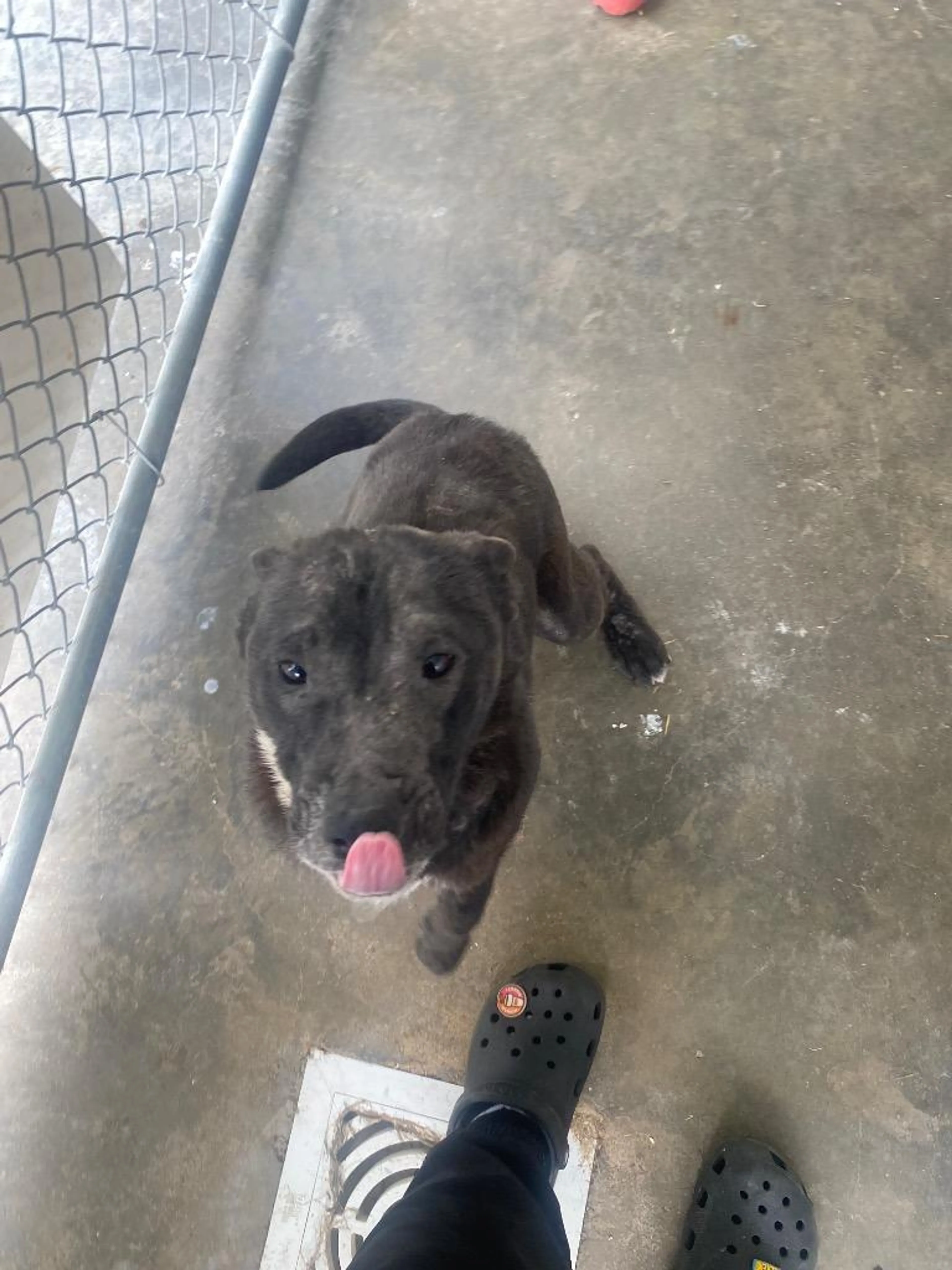 Found pet-1