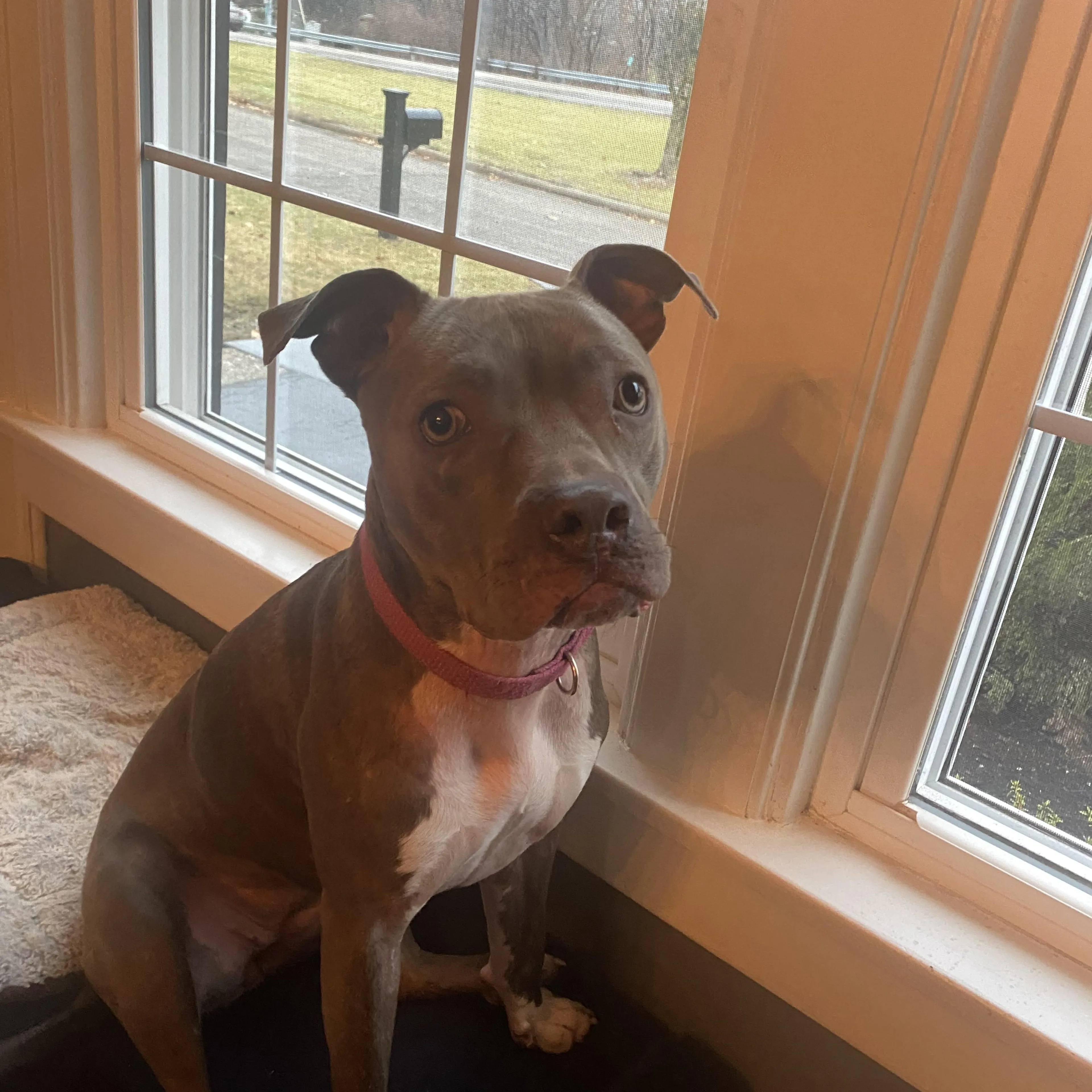 Found pet-1