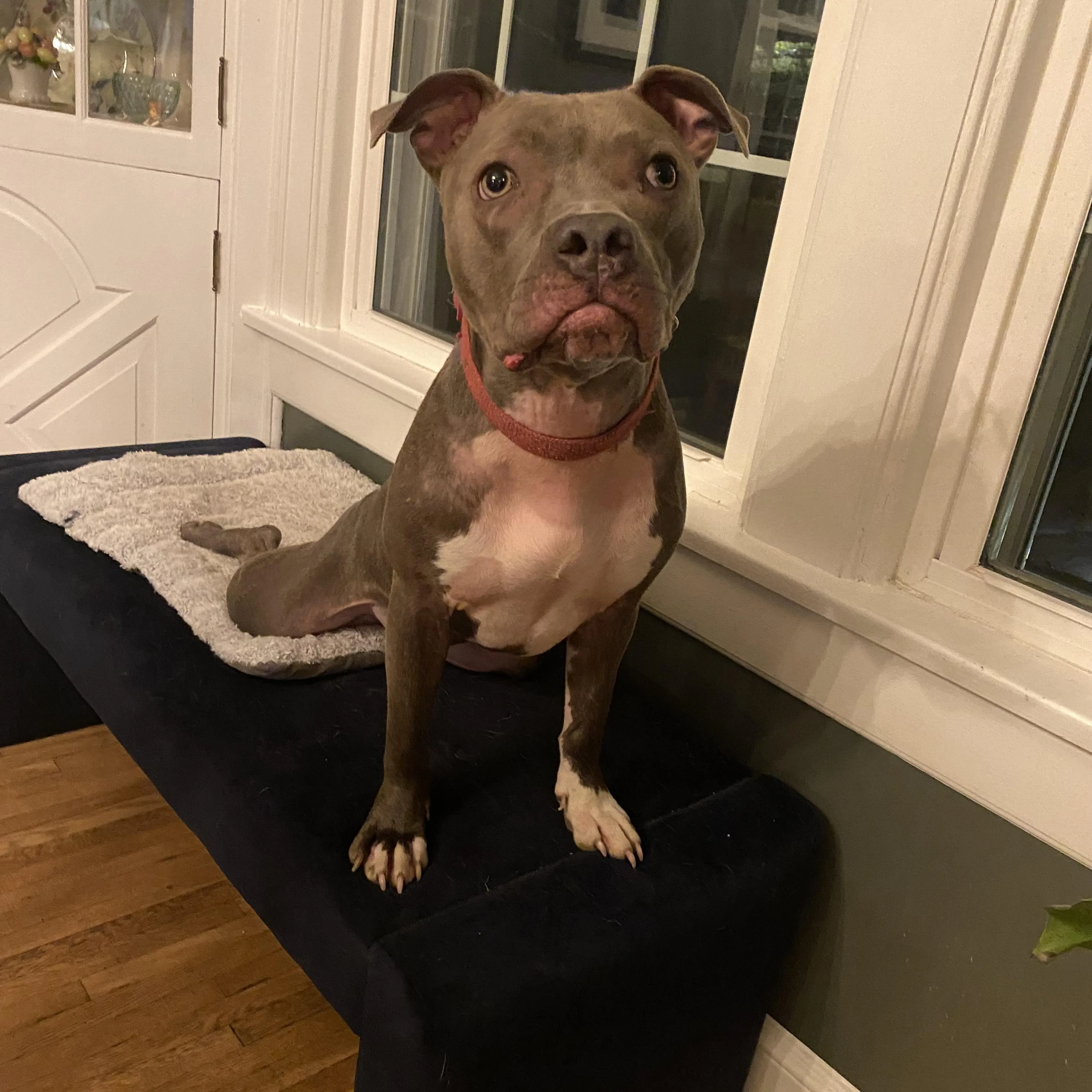 Found pet-2