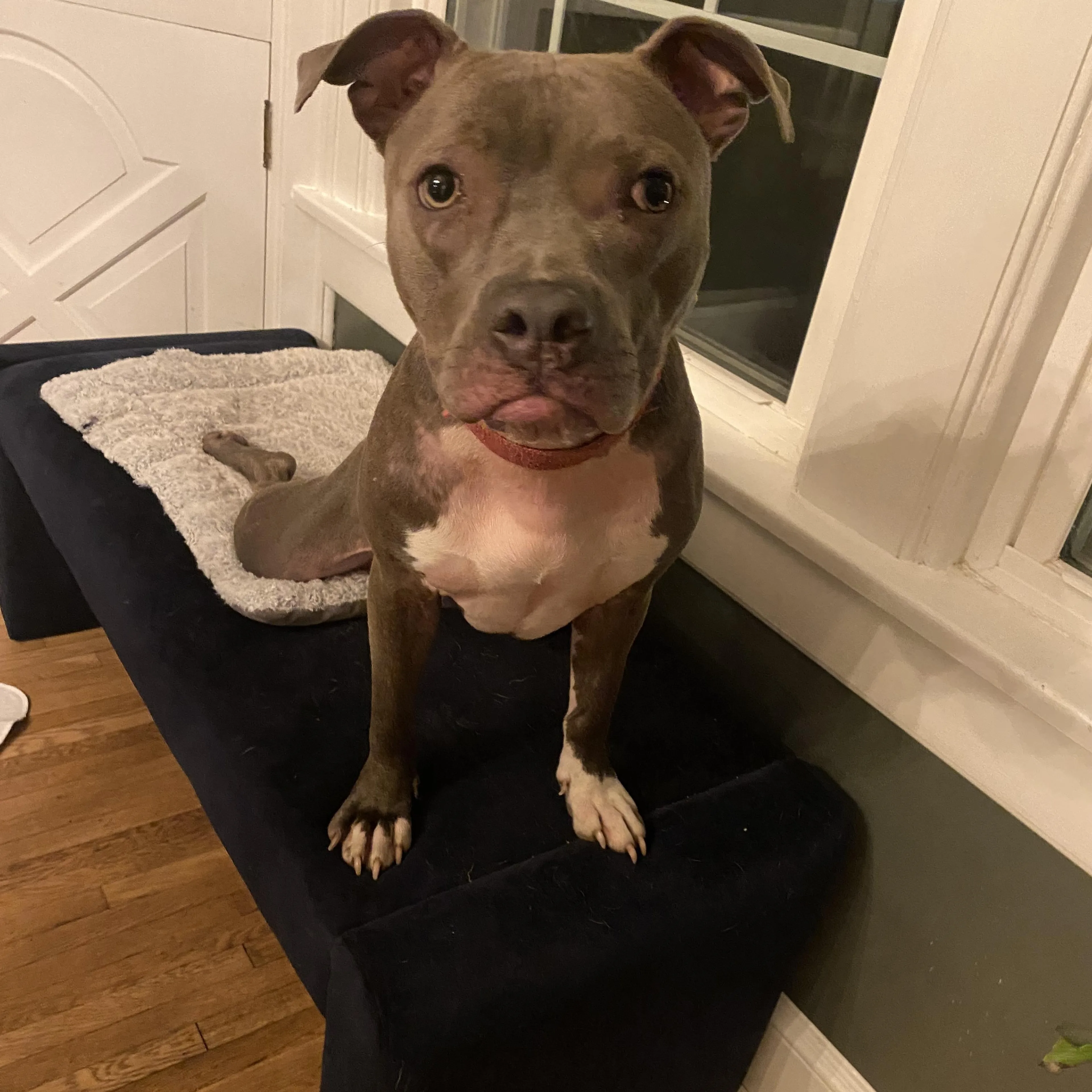 Found pet-4