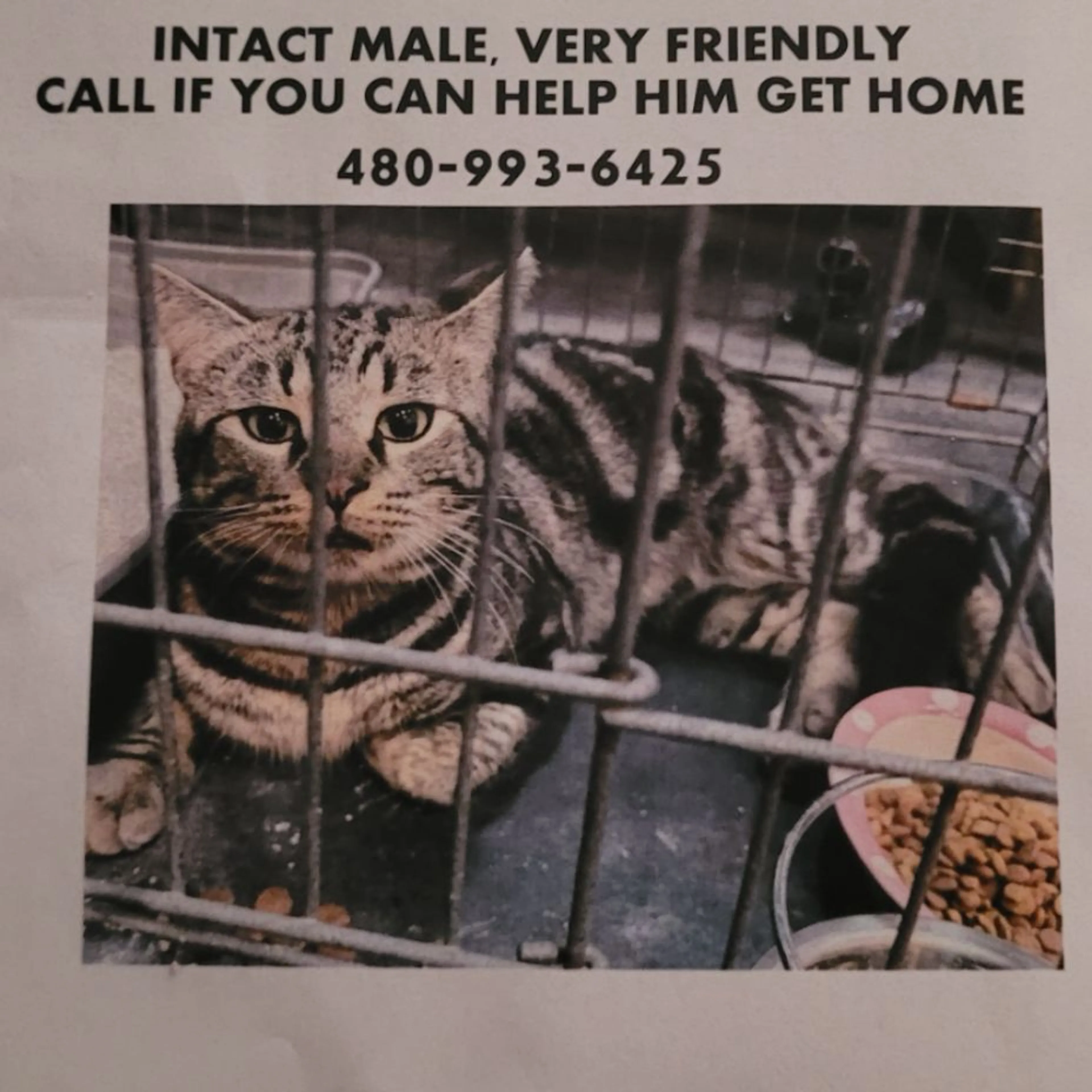 Found pet