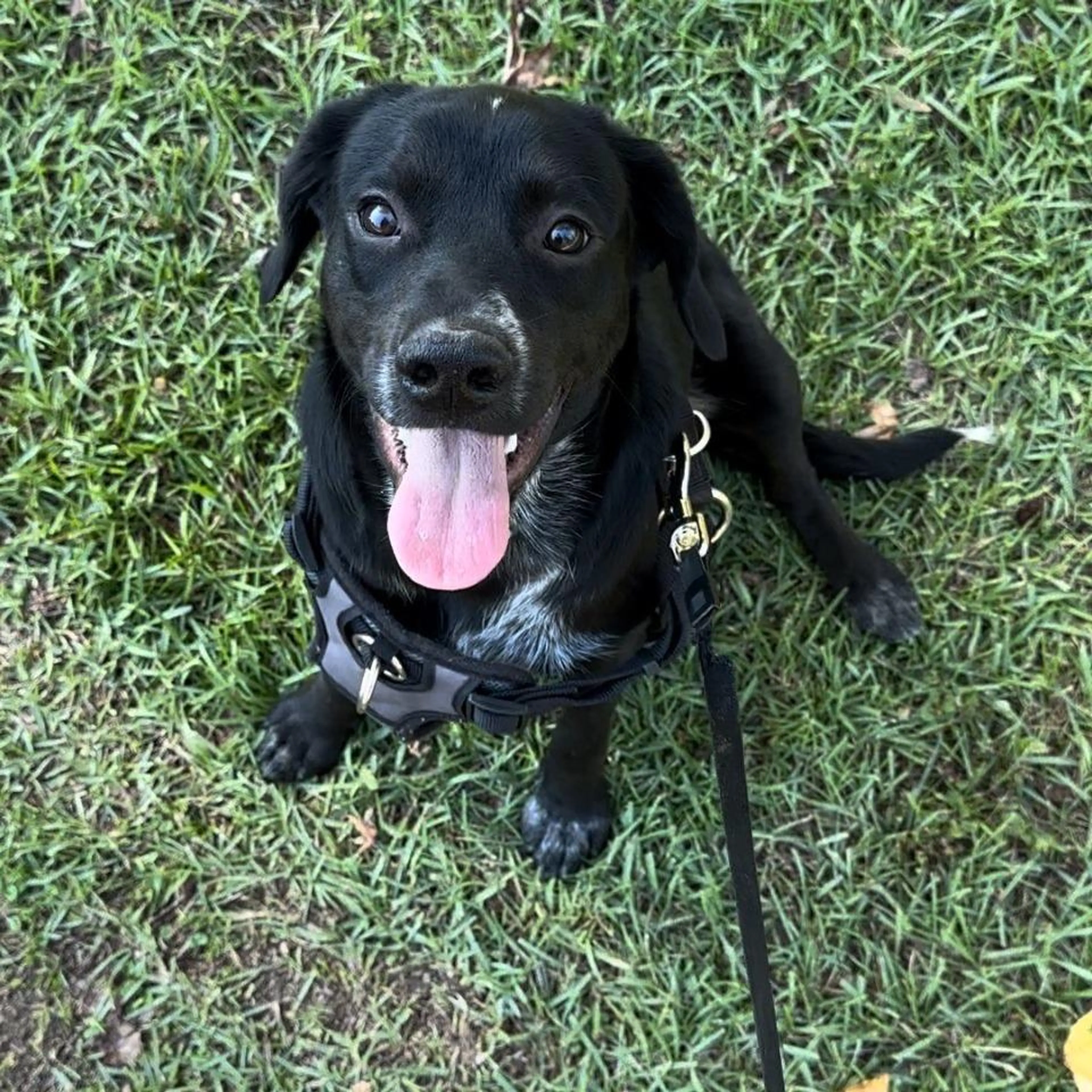 Found pet-1