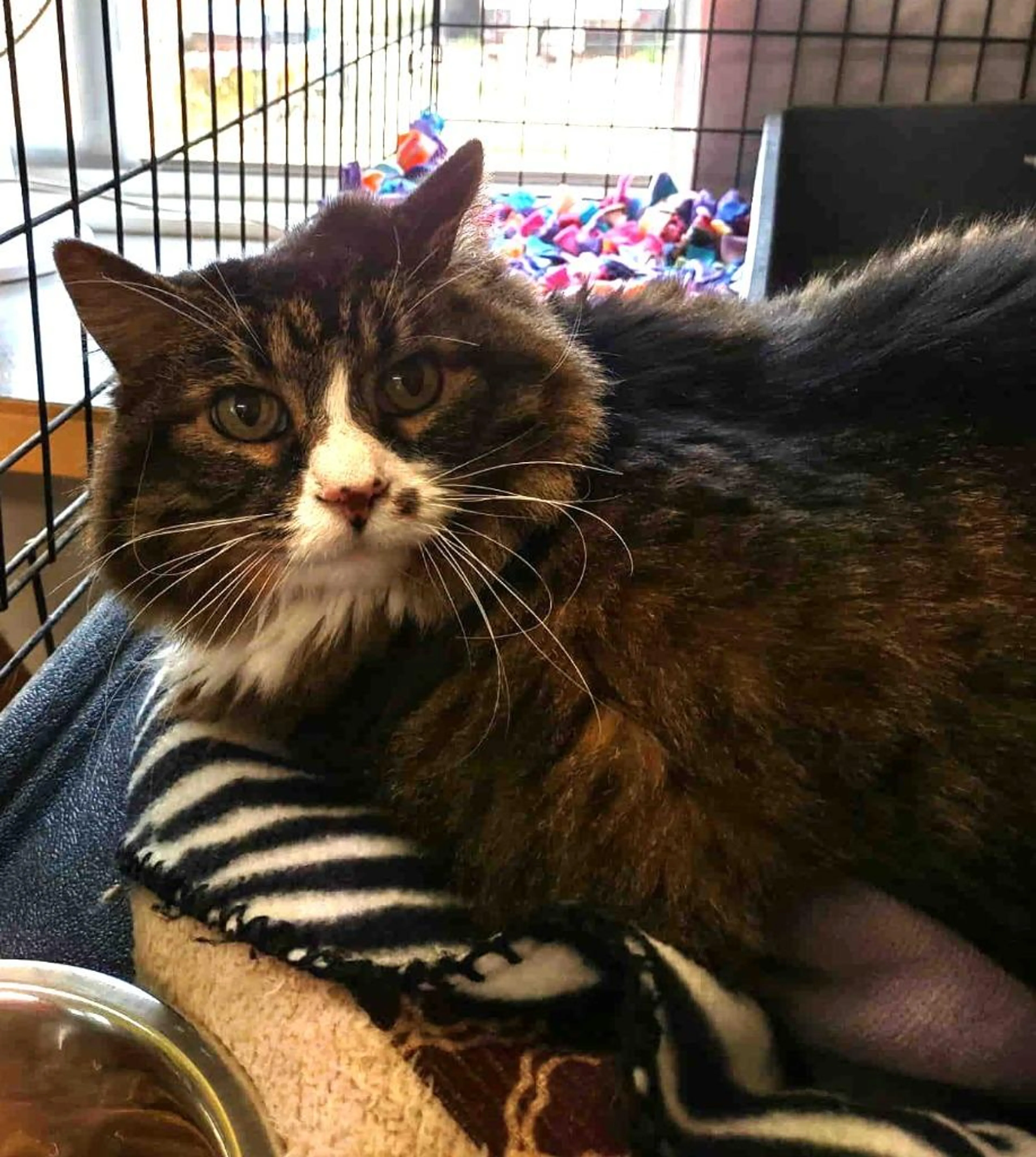 Found pet-2