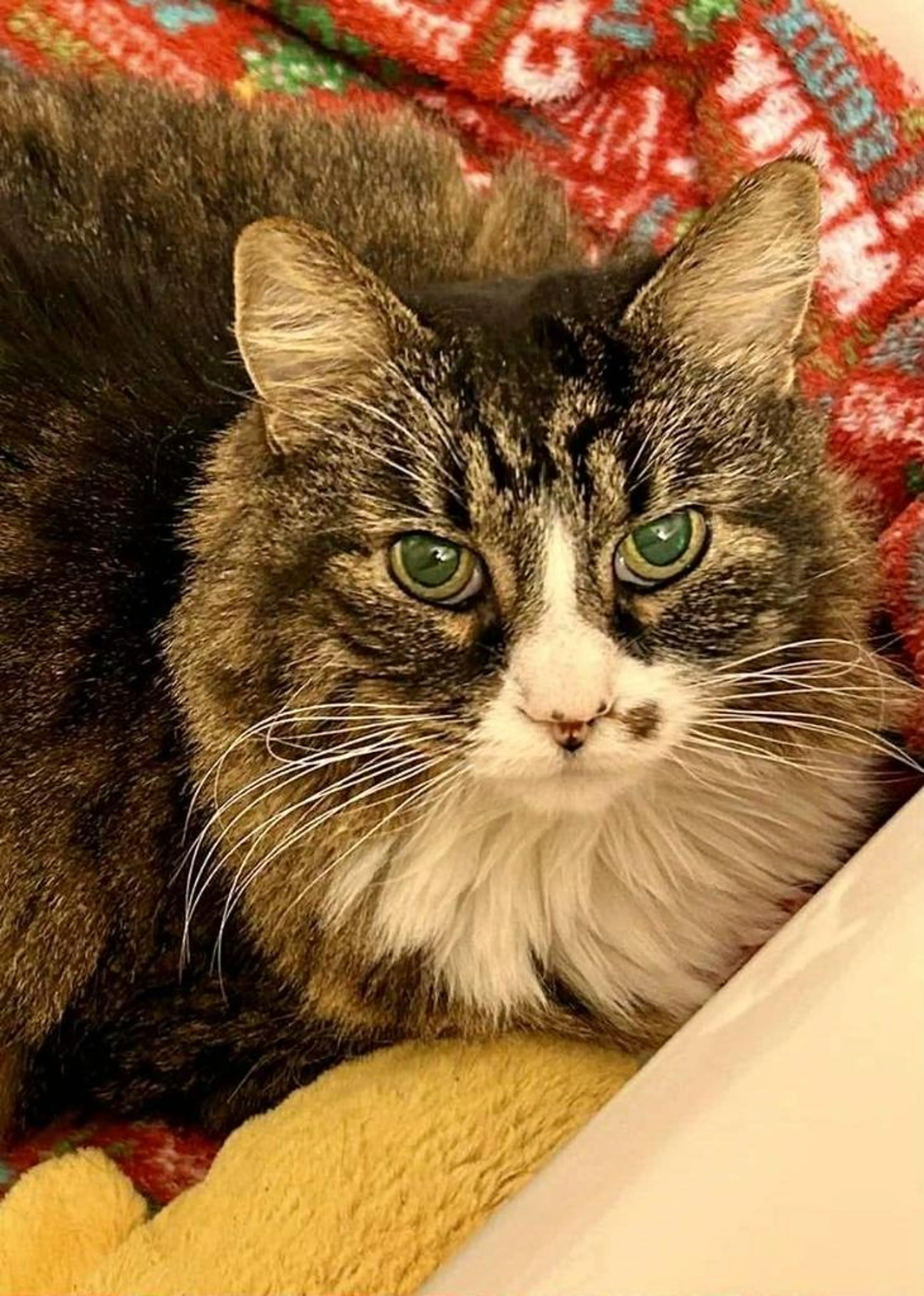Found pet-0