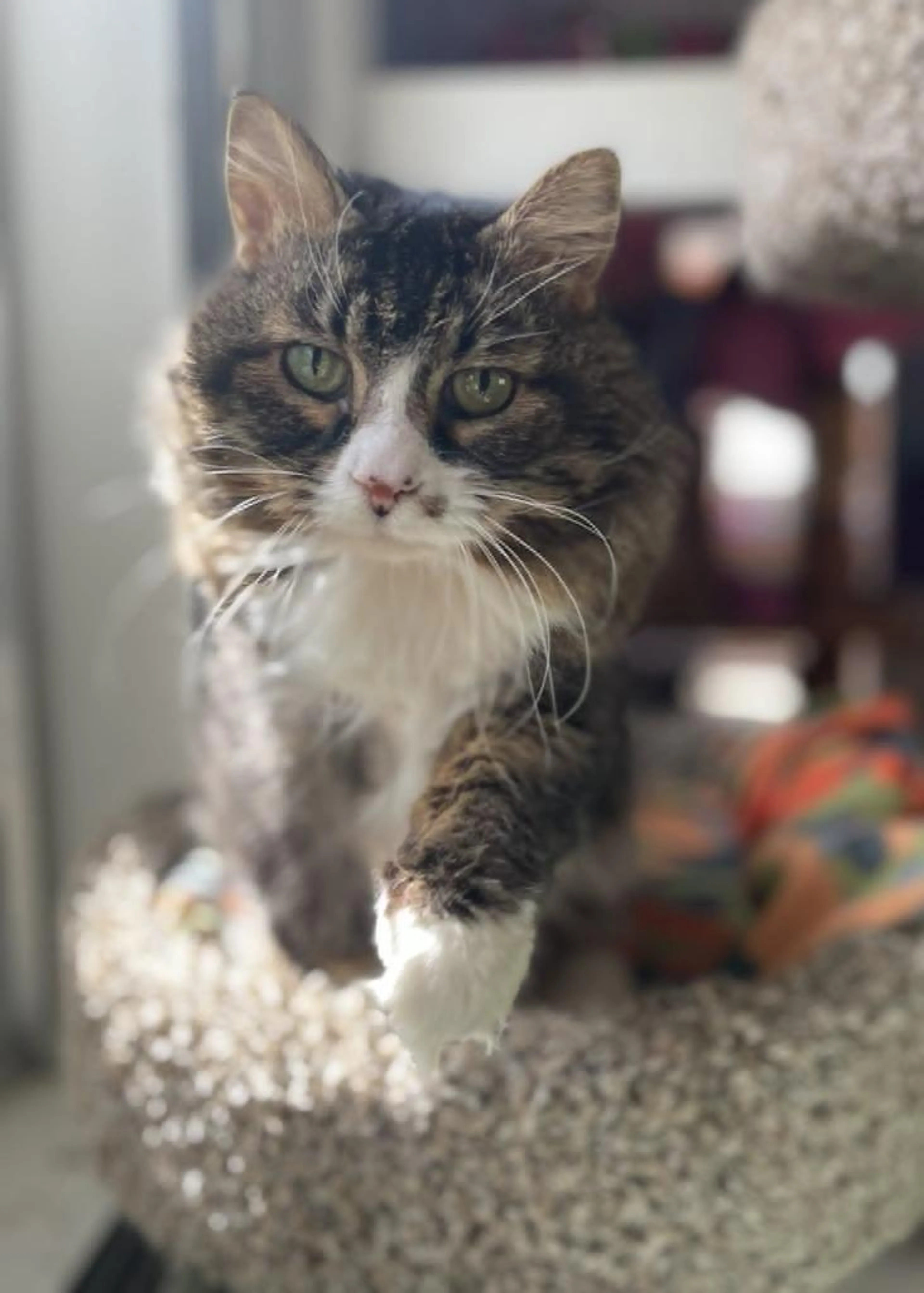 Found pet-3