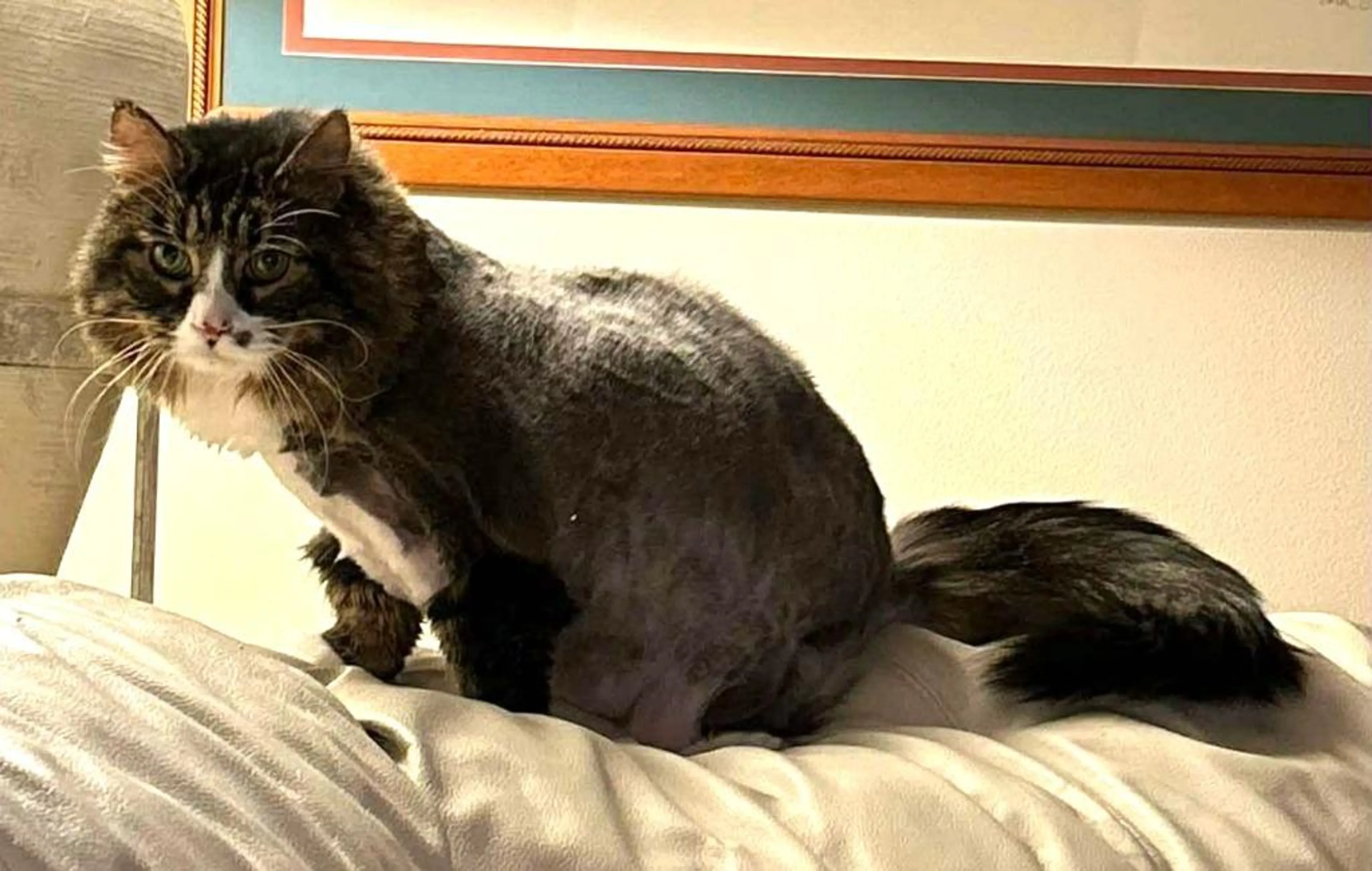 Found pet-1