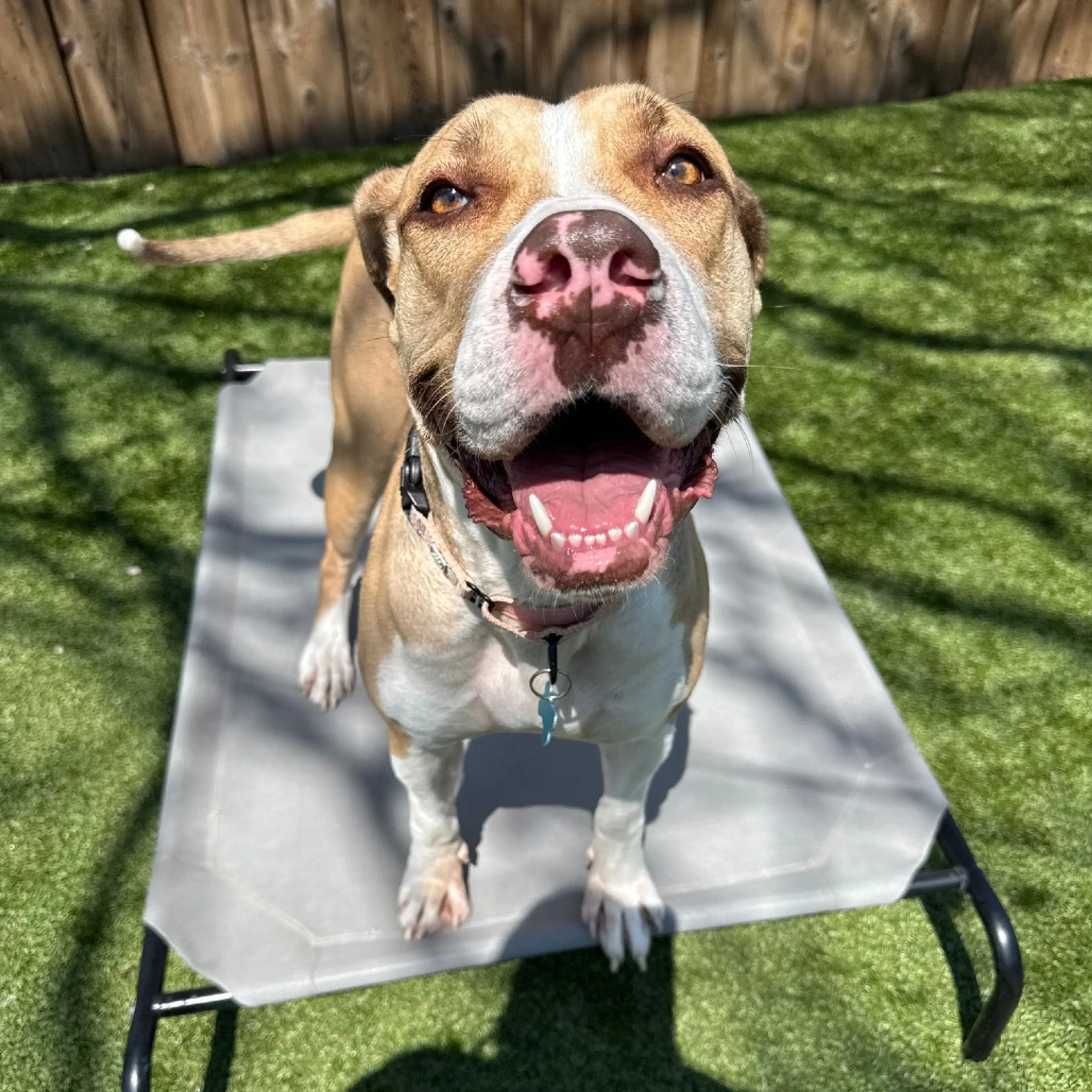Found pet-18