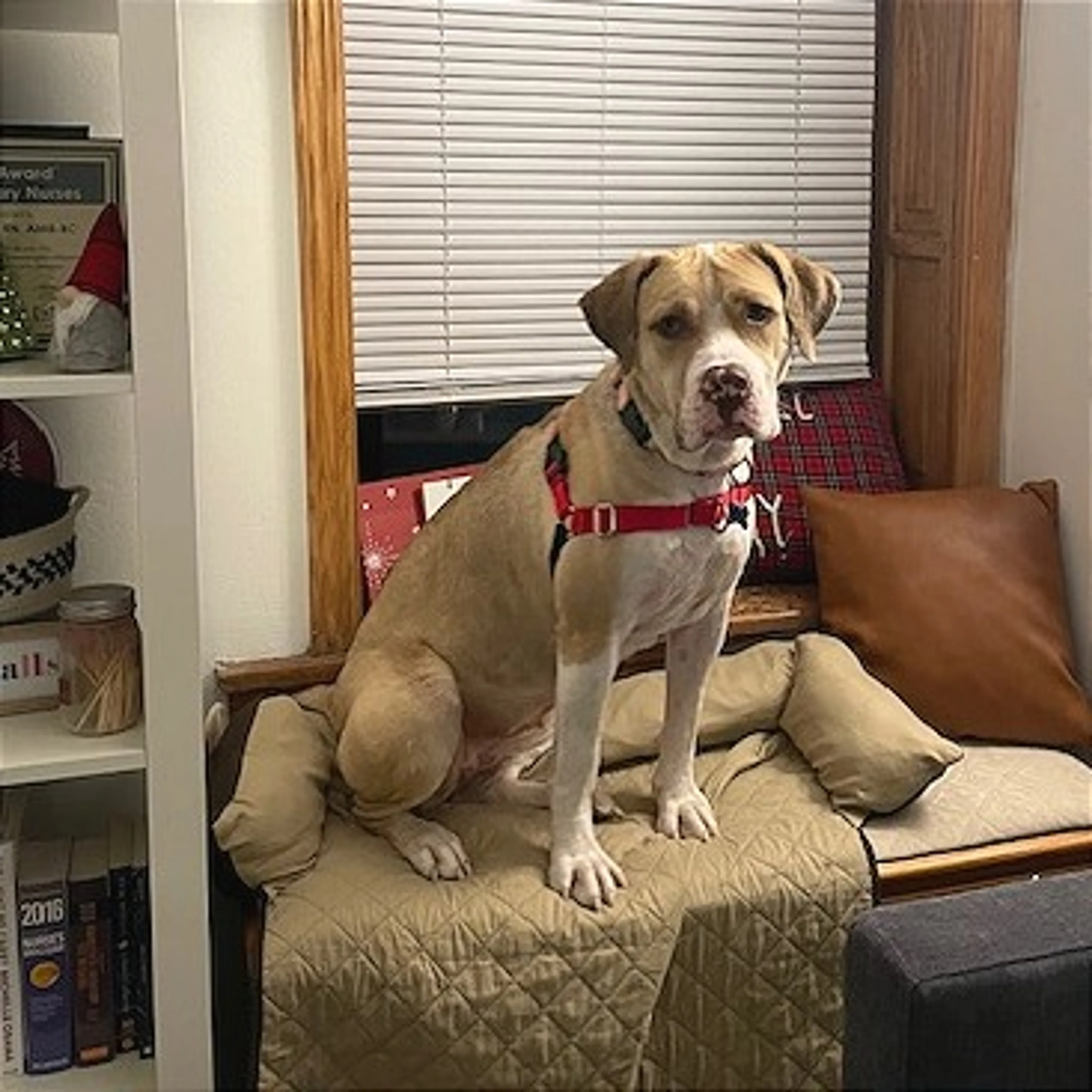 Found pet-4